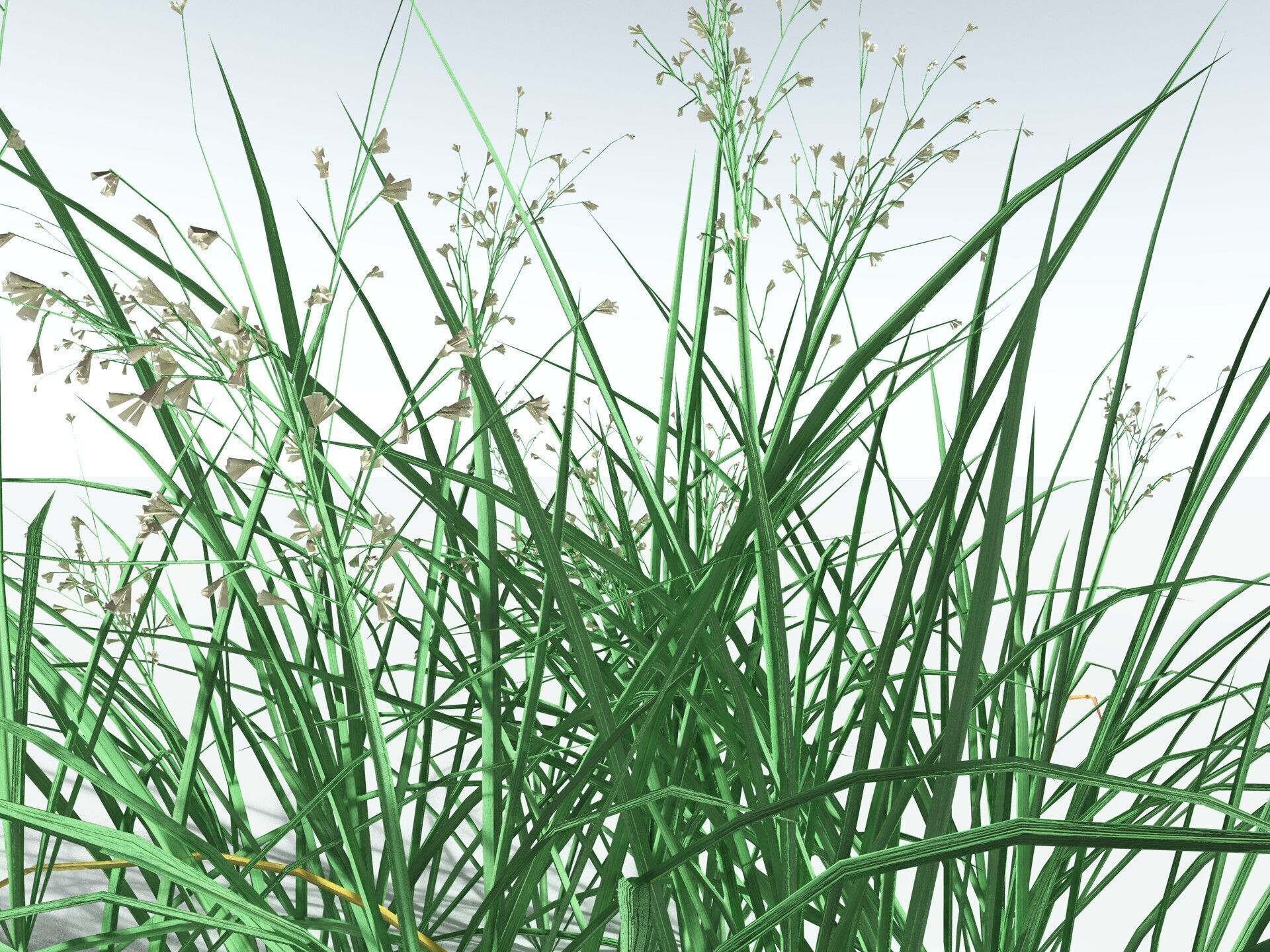 EVERYPlant Forest Woodrush LowPoly Low-poly 3D model_5