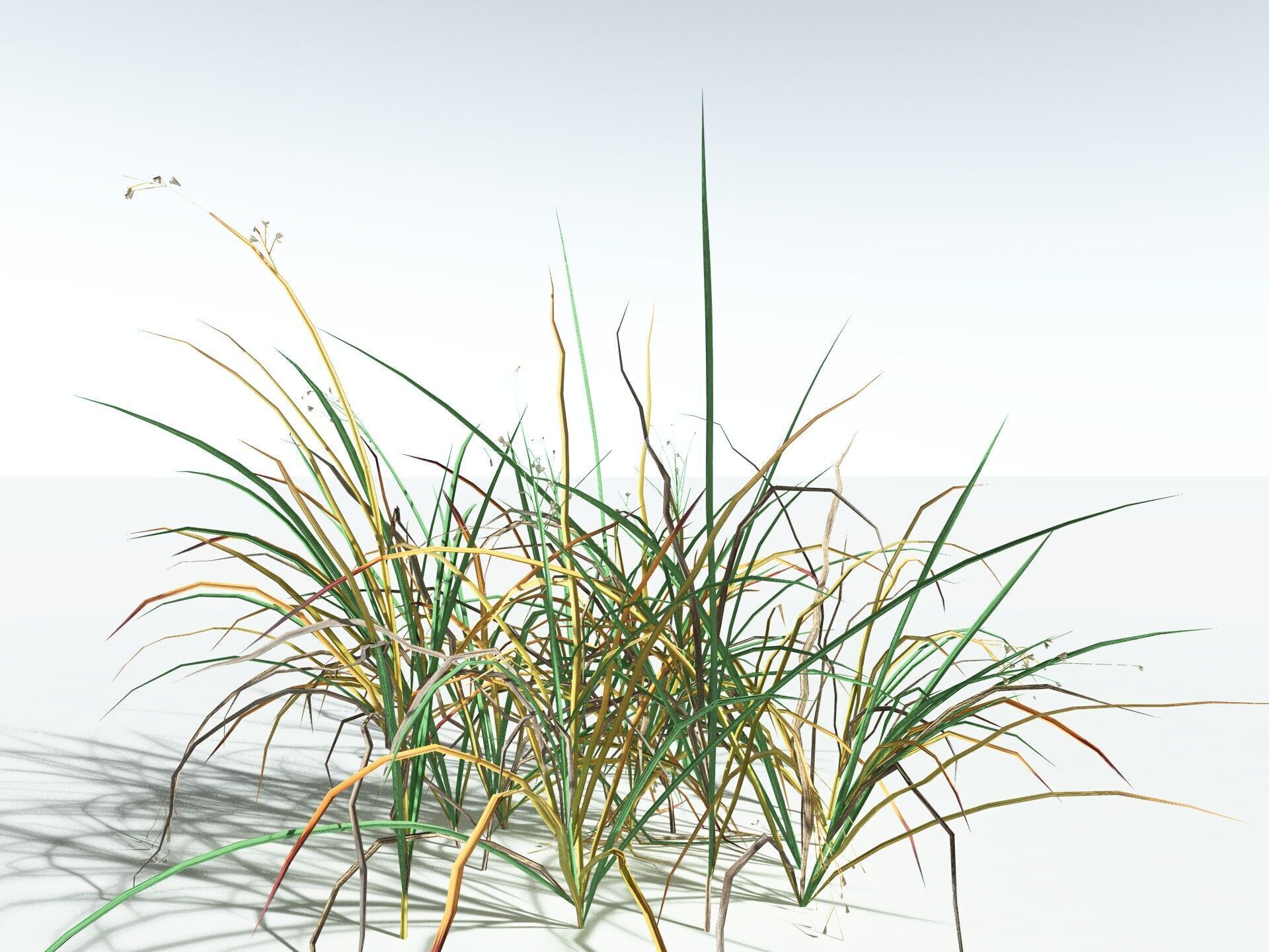 EVERYPlant Forest Woodrush LowPoly Low-poly 3D model_14