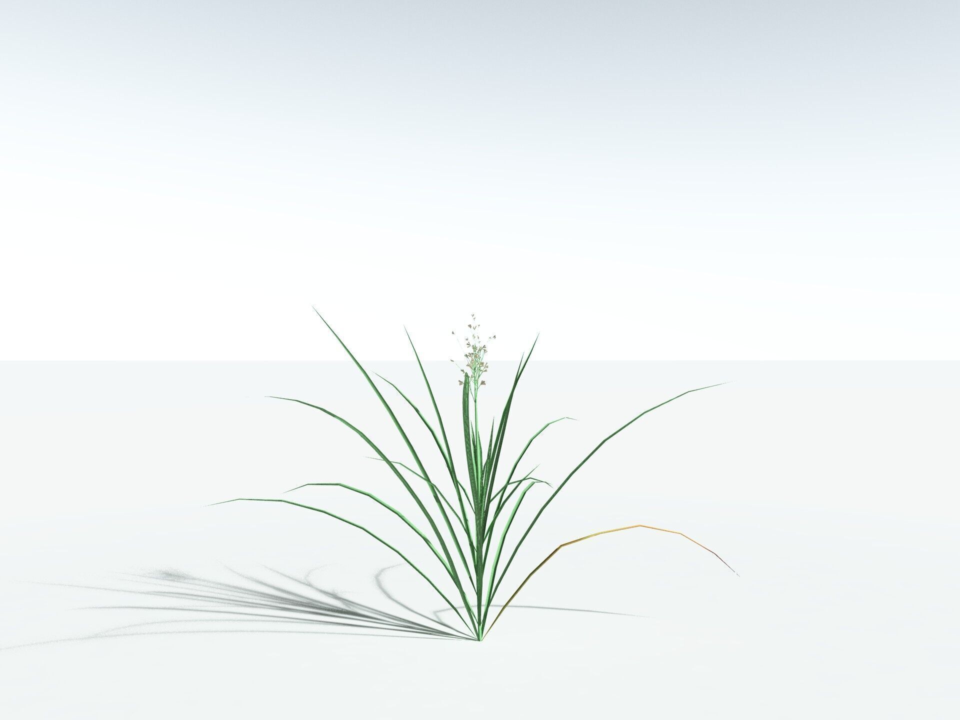 EVERYPlant Forest Woodrush LowPoly Low-poly 3D model_30