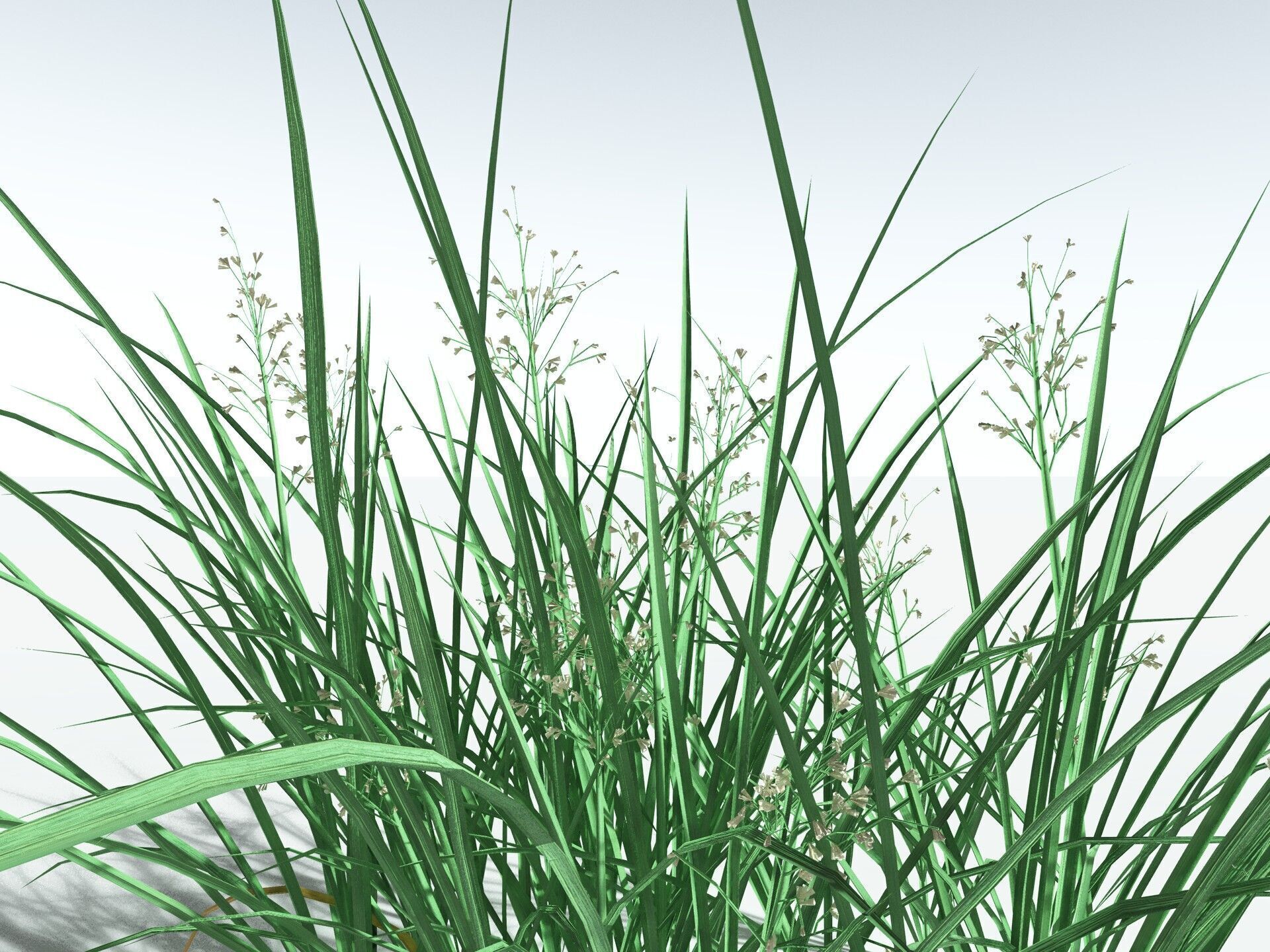 EVERYPlant Forest Woodrush LowPoly Low-poly 3D model_23