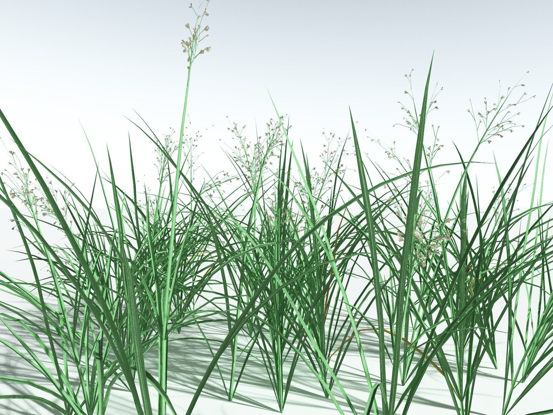 EVERYPlant Forest Woodrush LowPoly Low-poly 3D model_34