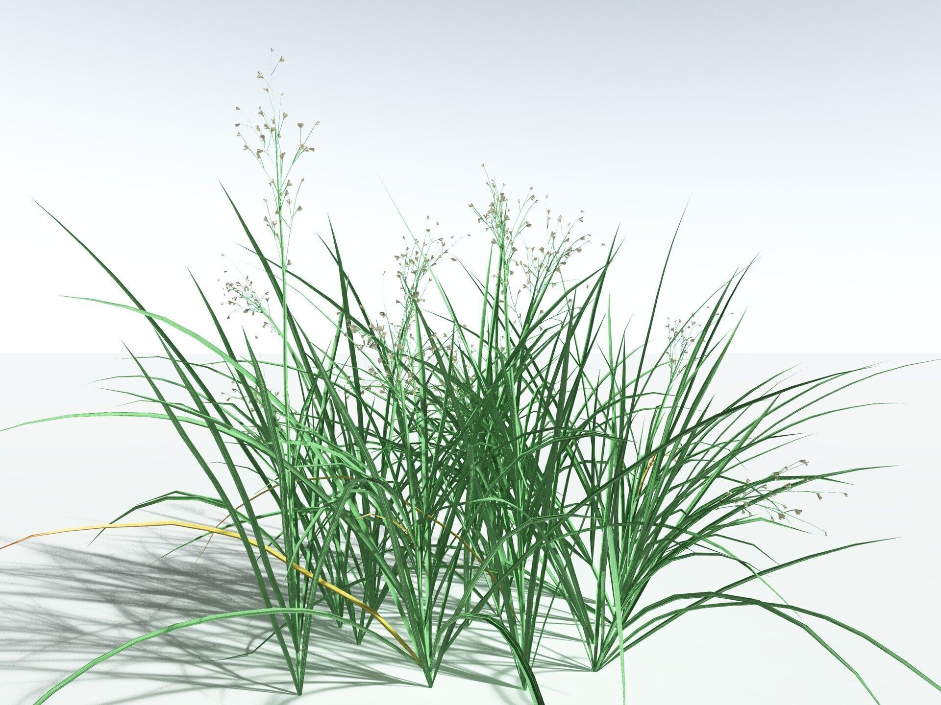 EVERYPlant Forest Woodrush LowPoly Low-poly 3D model_4