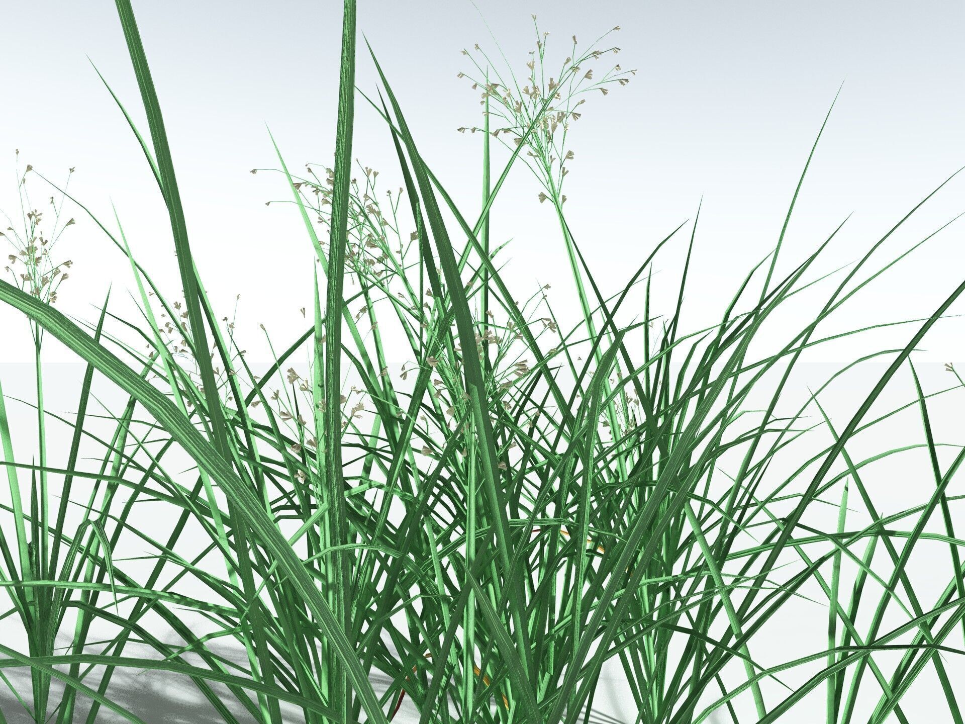 EVERYPlant Forest Woodrush LowPoly Low-poly 3D model_9