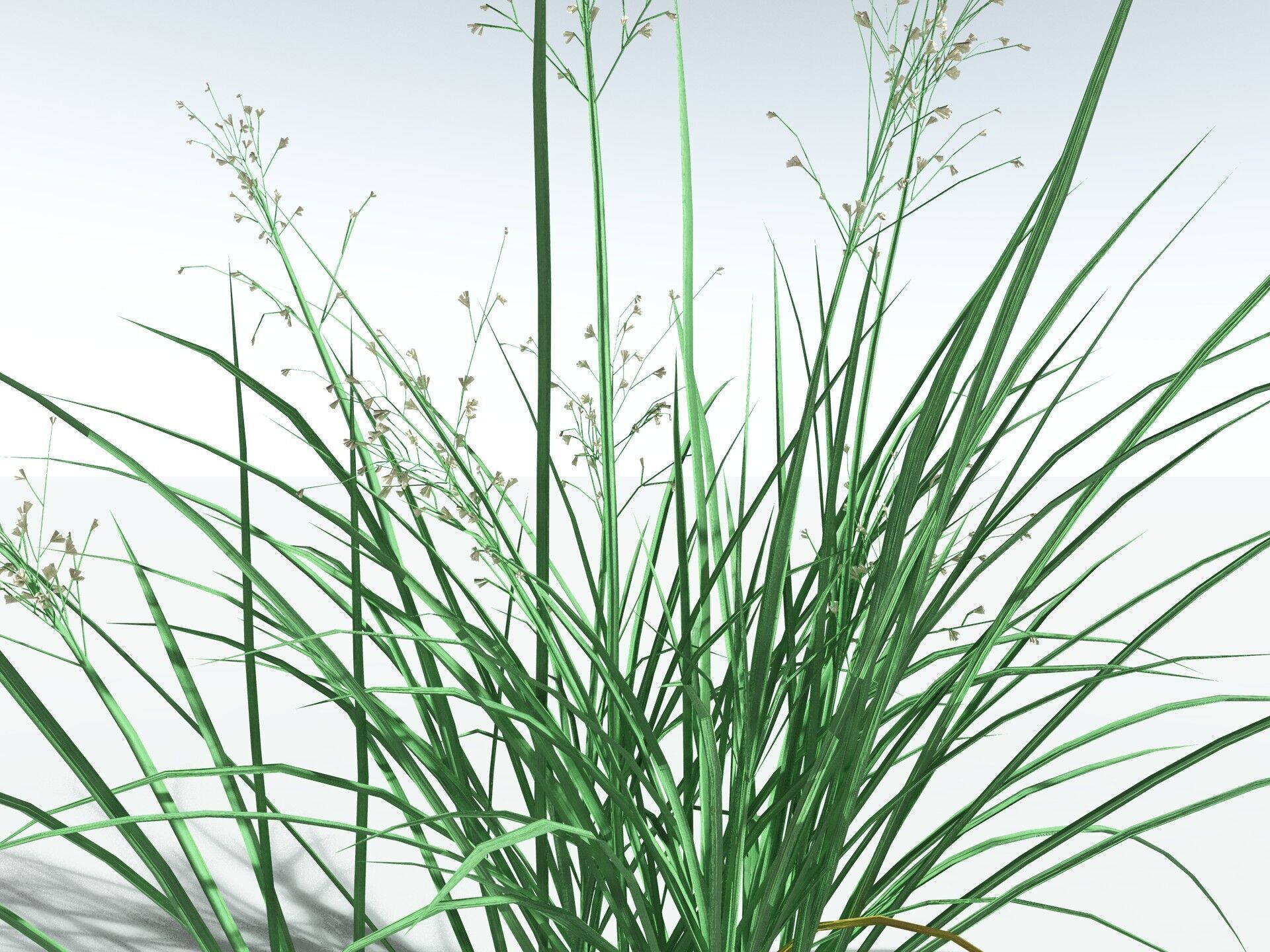 EVERYPlant Forest Woodrush LowPoly Low-poly 3D model_33