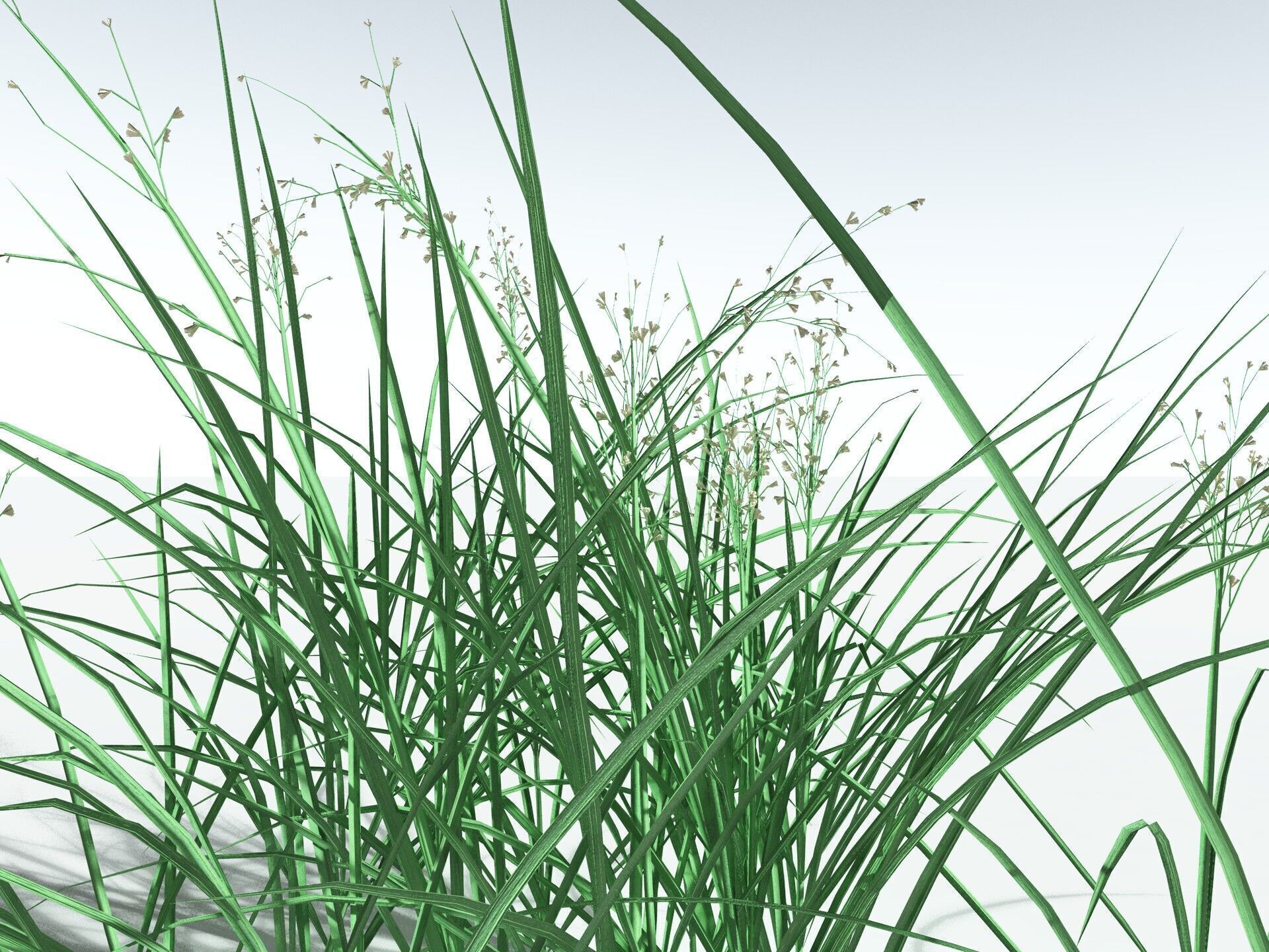 EVERYPlant Forest Woodrush LowPoly Low-poly 3D model_11