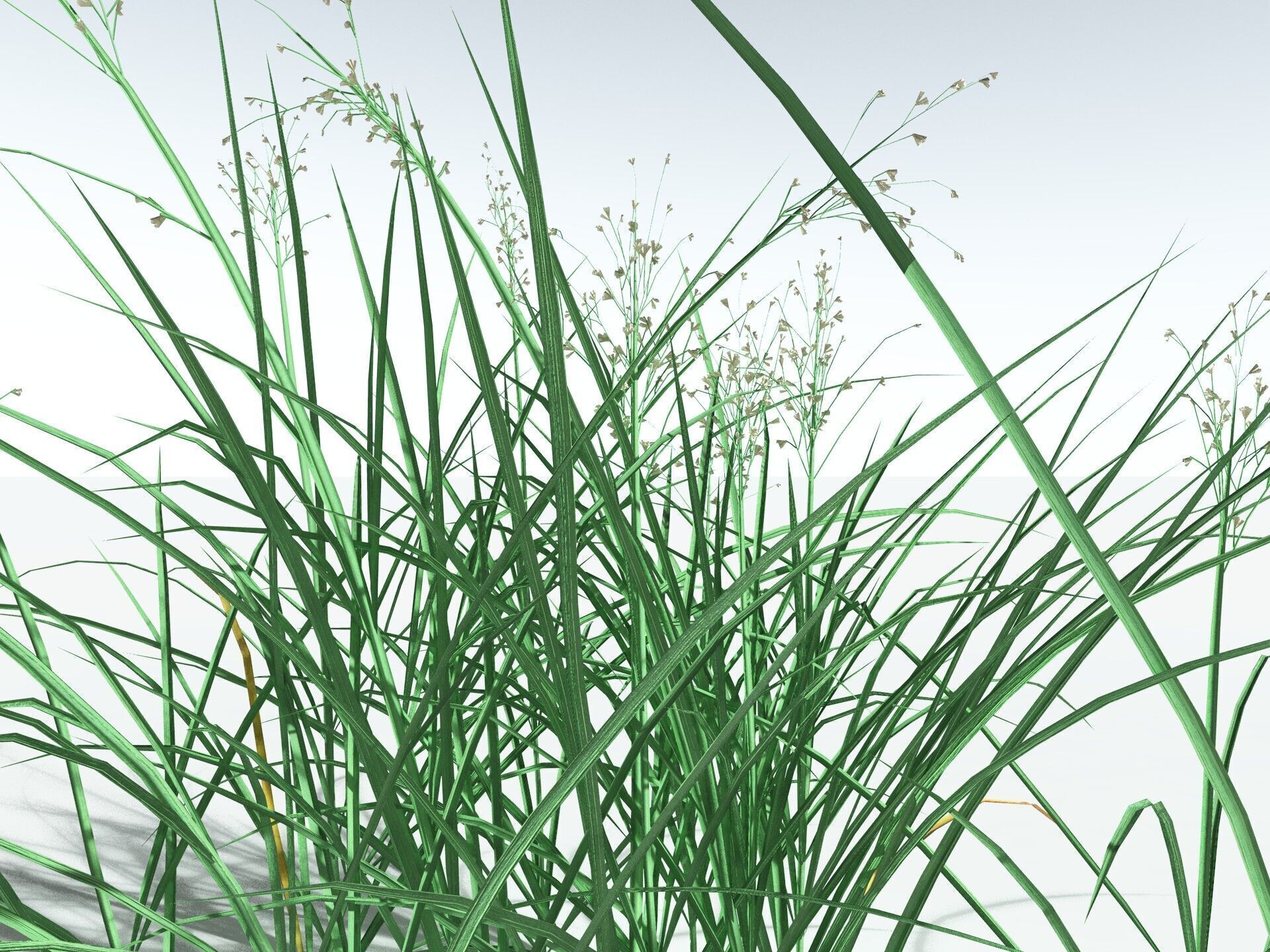 EVERYPlant Forest Woodrush LowPoly Low-poly 3D model_21