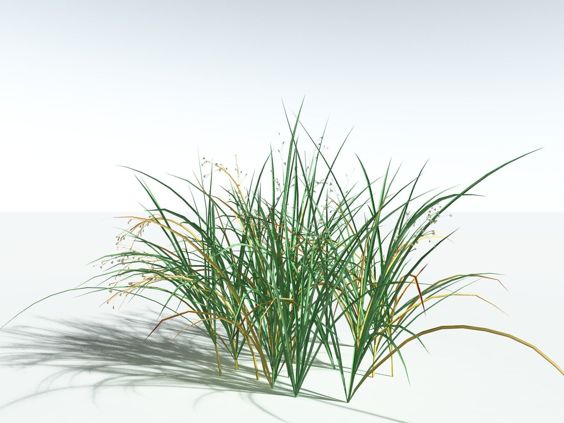 EVERYPlant Forest Woodrush LowPoly Low-poly 3D model_12