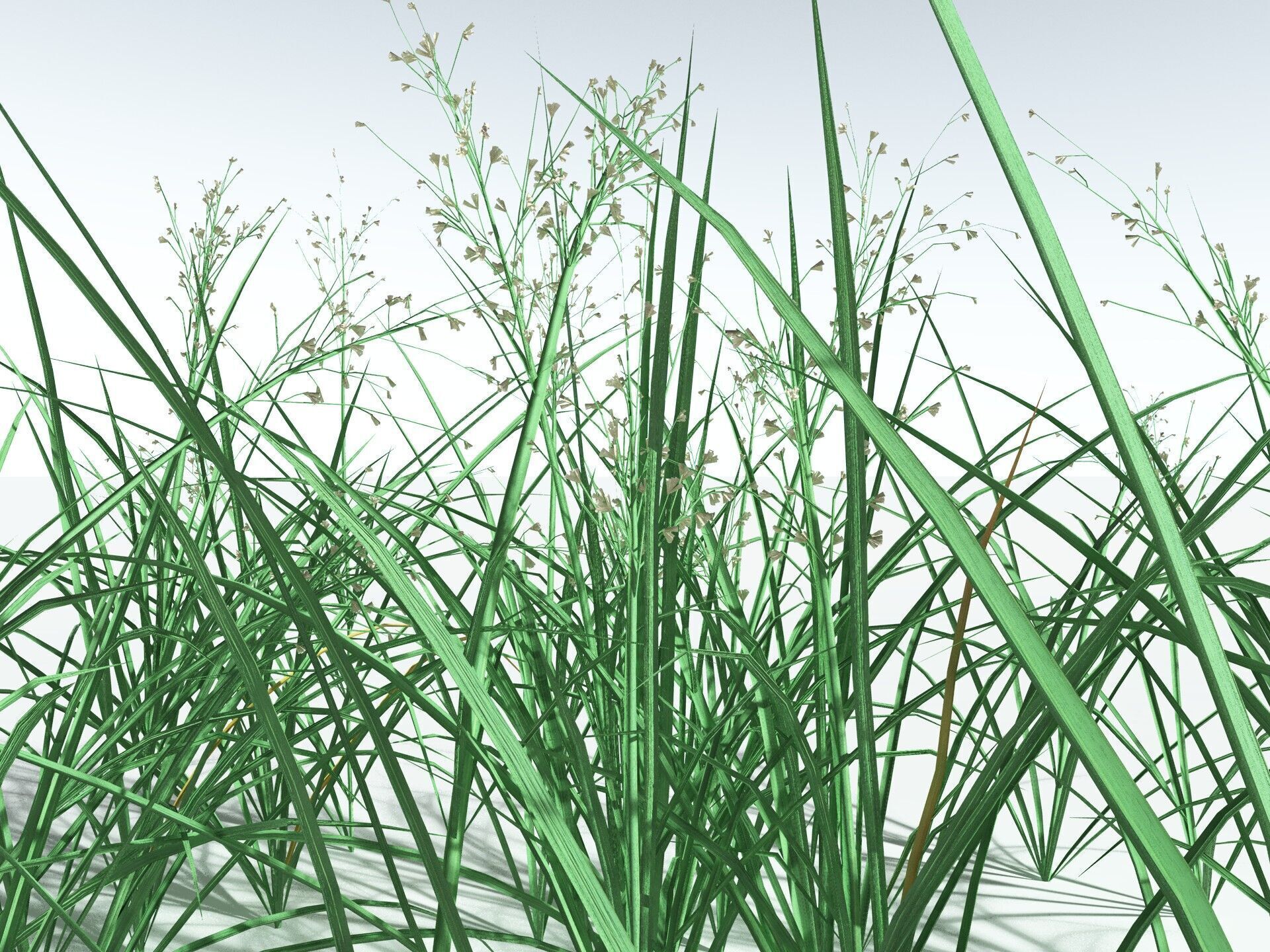 EVERYPlant Forest Woodrush LowPoly Low-poly 3D model_35