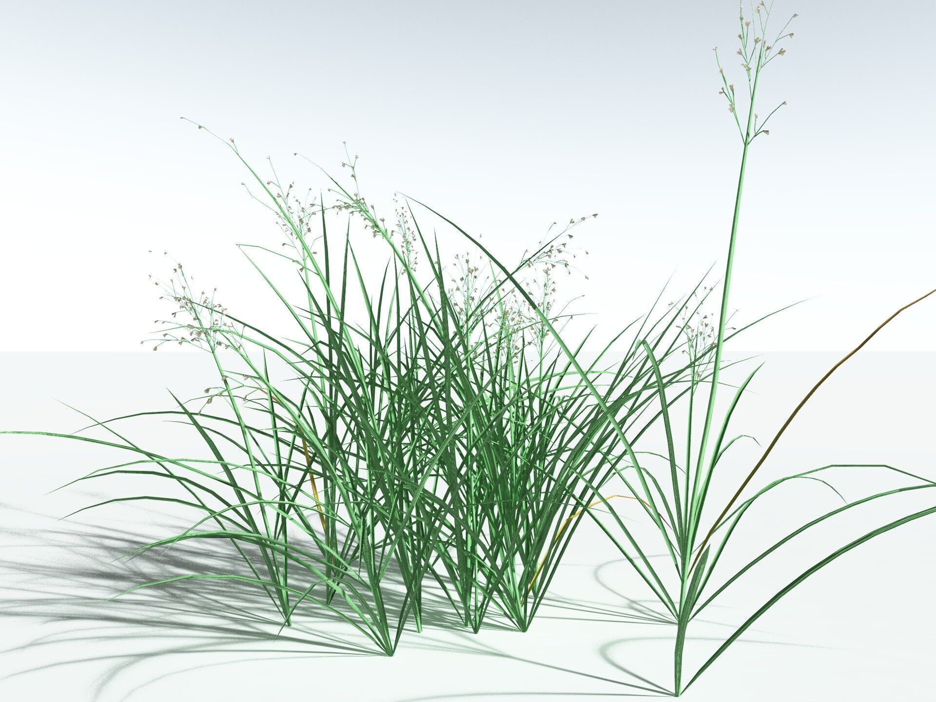 EVERYPlant Forest Woodrush LowPoly Low-poly 3D model_20