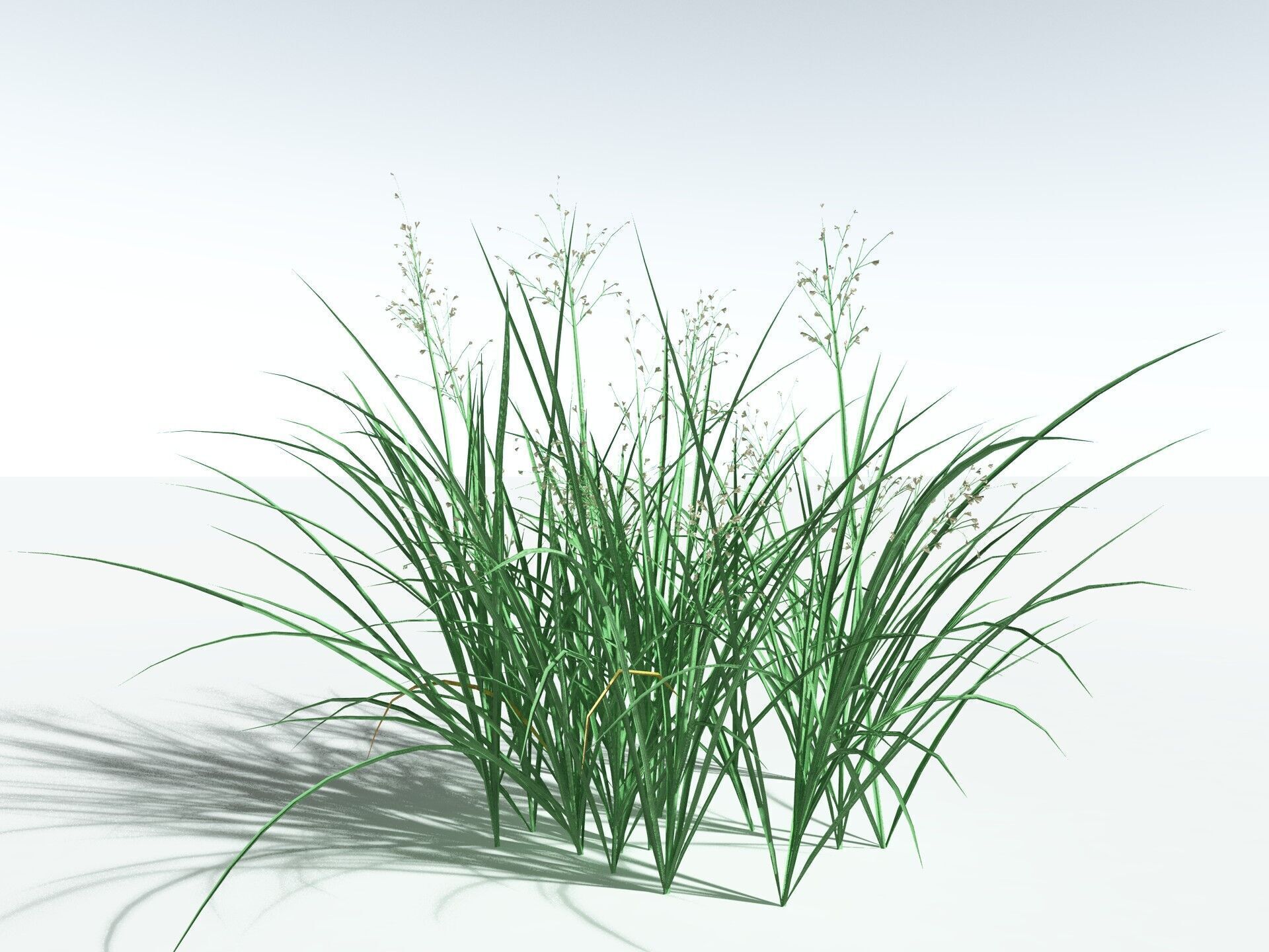 EVERYPlant Forest Woodrush LowPoly Low-poly 3D model_2