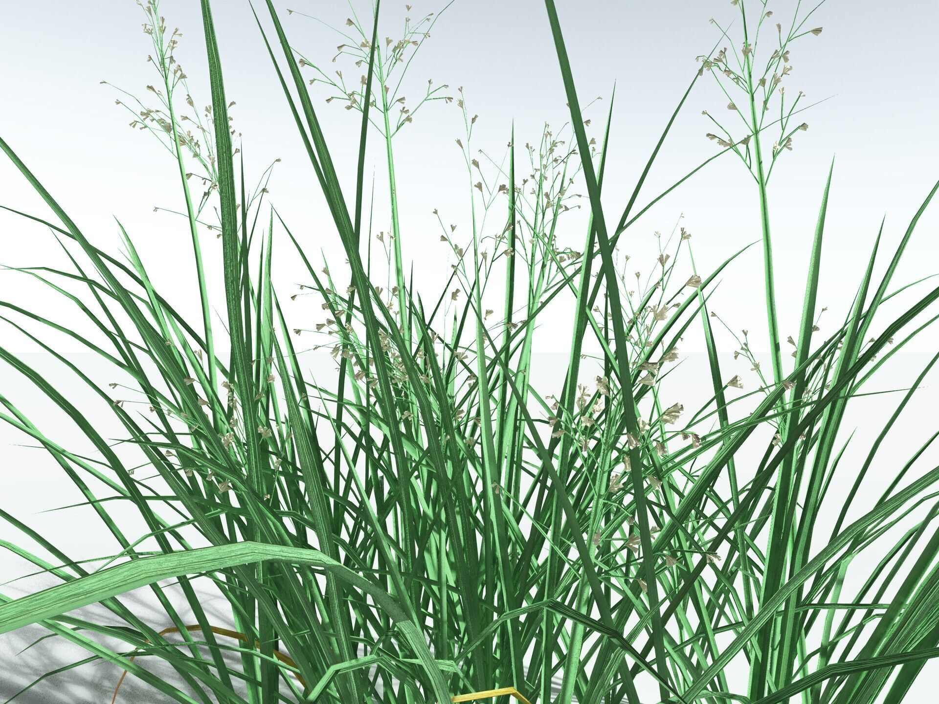 EVERYPlant Forest Woodrush LowPoly Low-poly 3D model_3