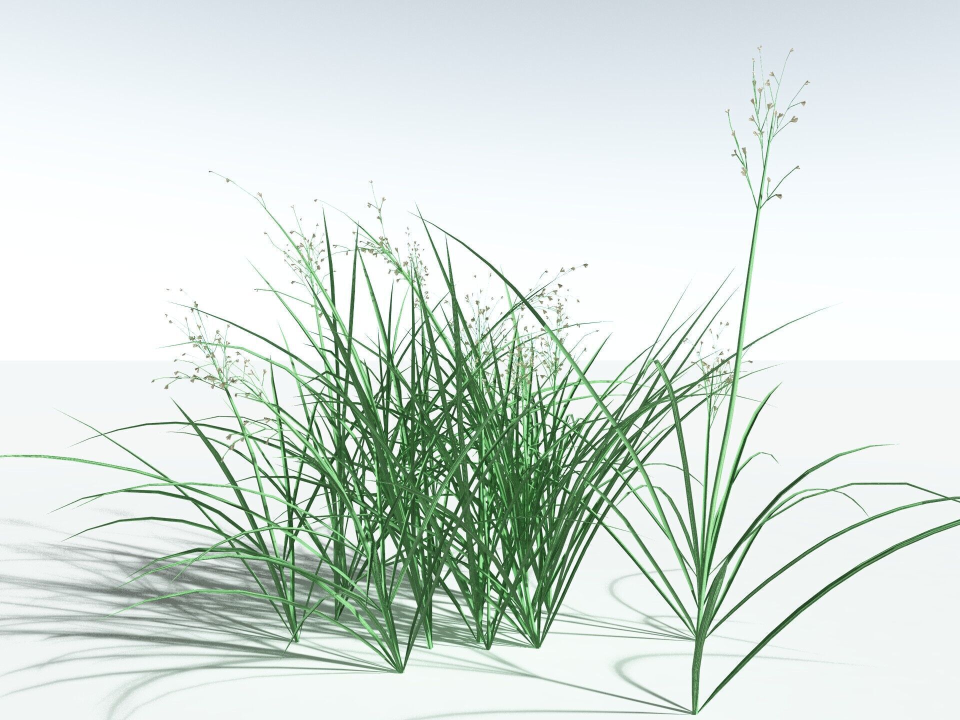 EVERYPlant Forest Woodrush LowPoly Low-poly 3D model_10