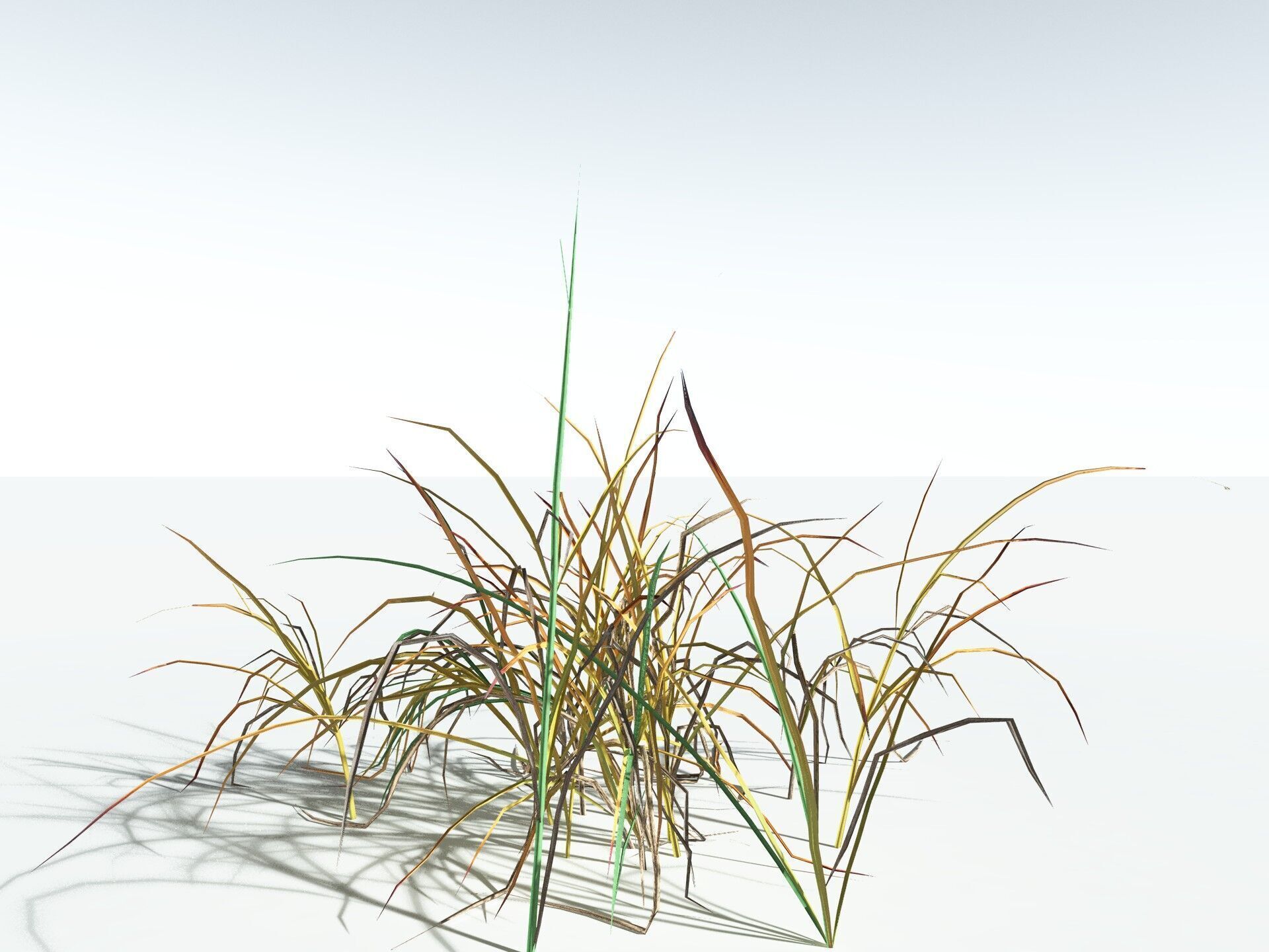 EVERYPlant Forest Woodrush LowPoly Low-poly 3D model_16