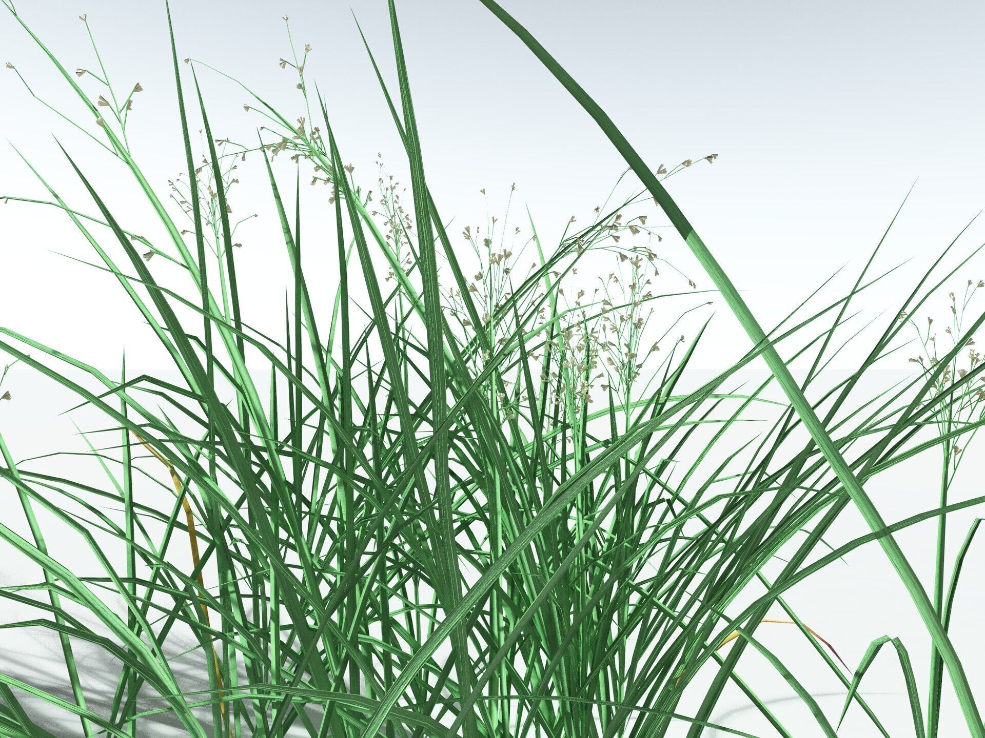 EVERYPlant Forest Woodrush LowPoly Low-poly 3D model_1