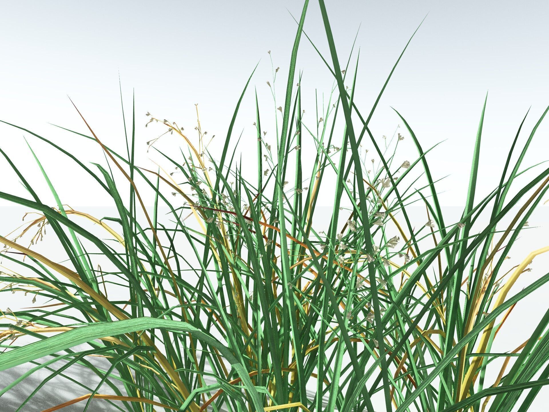 EVERYPlant Forest Woodrush LowPoly Low-poly 3D model_13