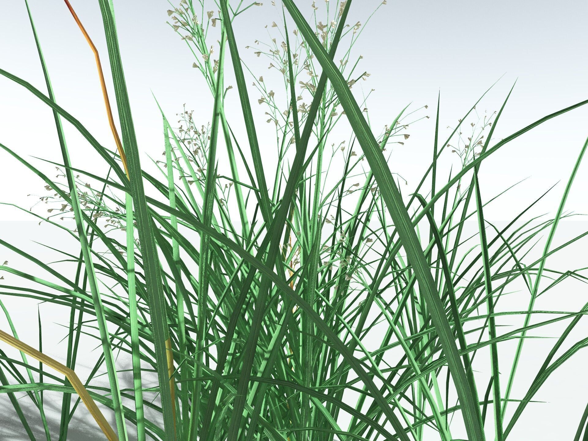 EVERYPlant Forest Woodrush LowPoly Low-poly 3D model_7