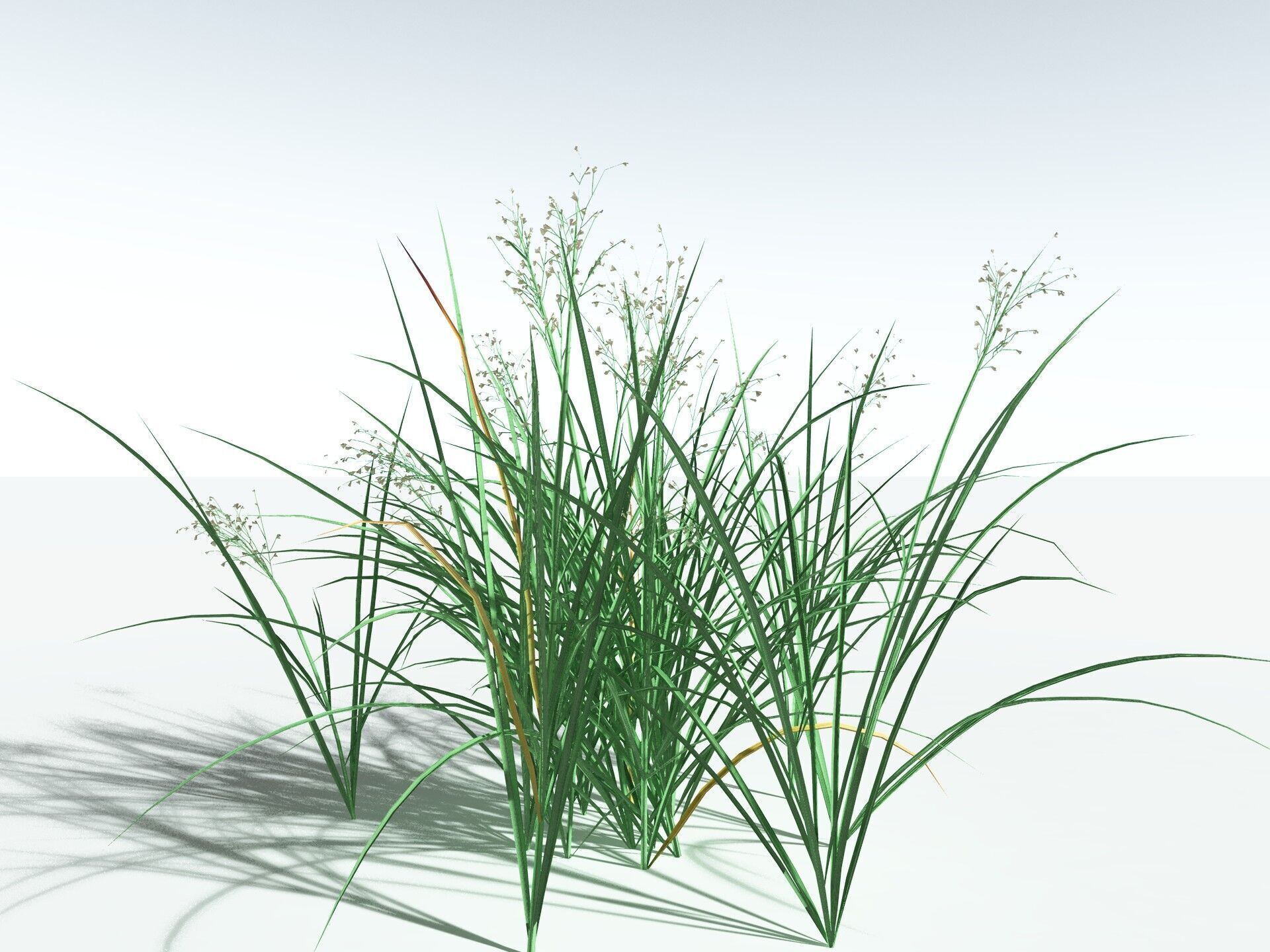 EVERYPlant Forest Woodrush LowPoly Low-poly 3D model_6