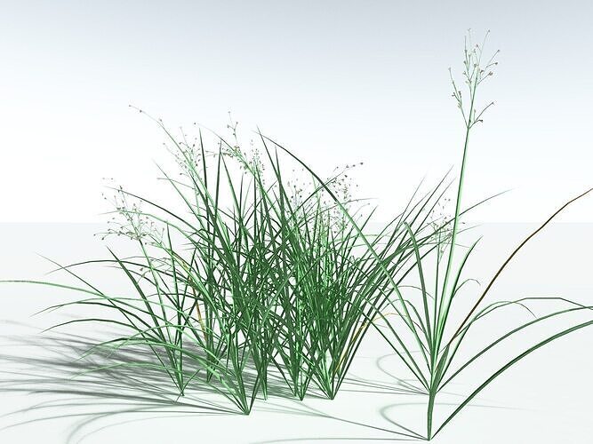 EVERYPlant Forest Woodrush LowPoly -18 Models- Low-poly 3D model