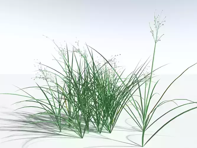 EVERYPlant Forest Woodrush LowPoly -18 Models- Low-poly 3D model