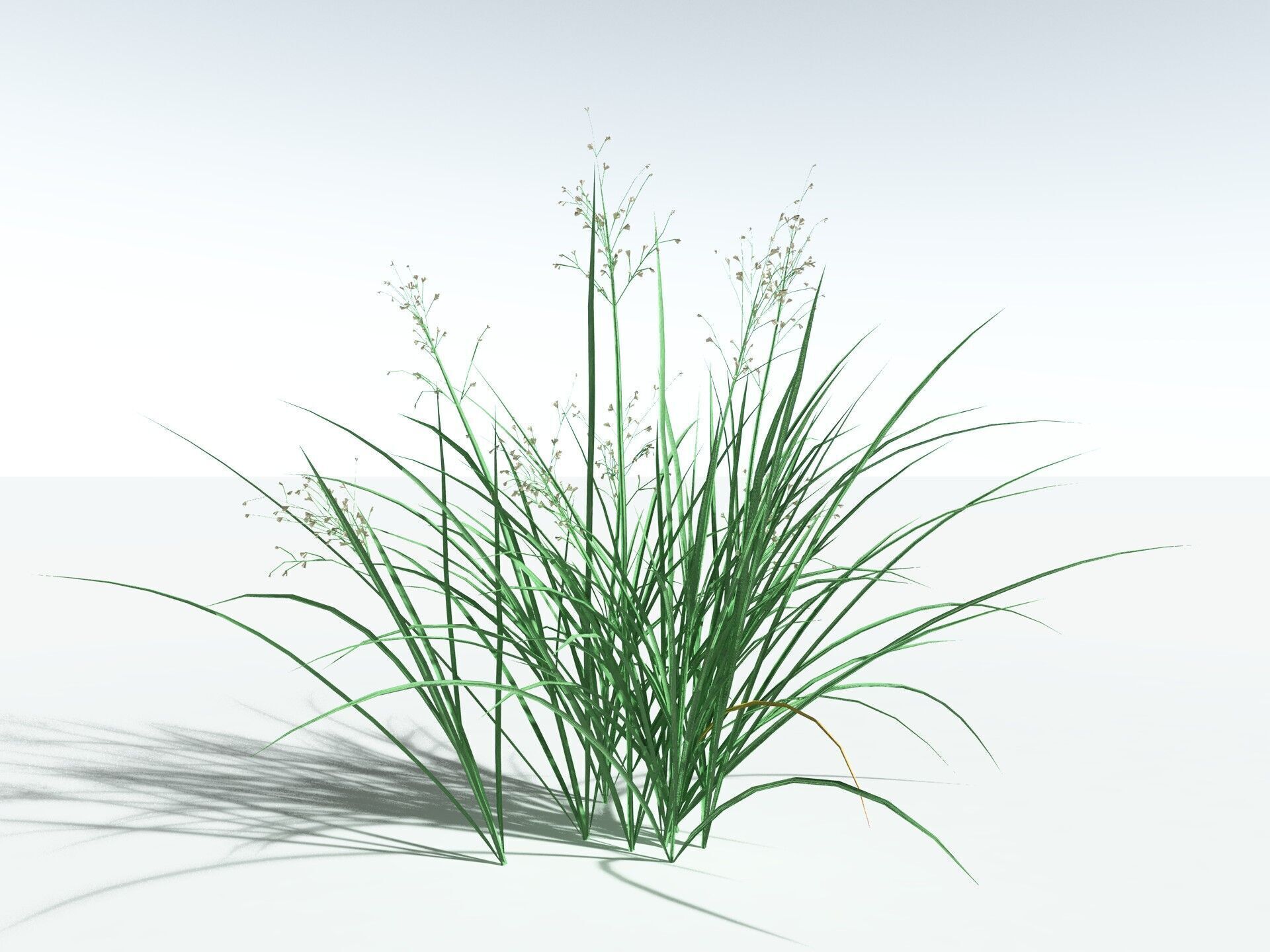 EVERYPlant Forest Woodrush LowPoly Low-poly 3D model_32