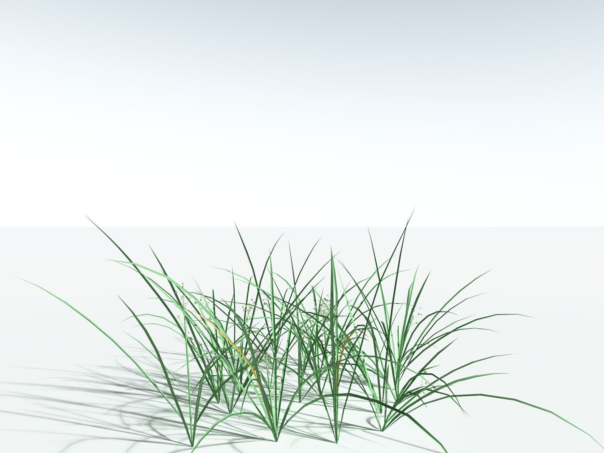 EVERYPlant Forest Woodrush LowPoly Low-poly 3D model_24