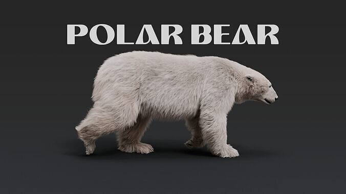 Polar Bear with Rig and Animations 3D model