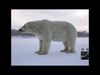 Polar Bear with Rig and Animations 3D model_1