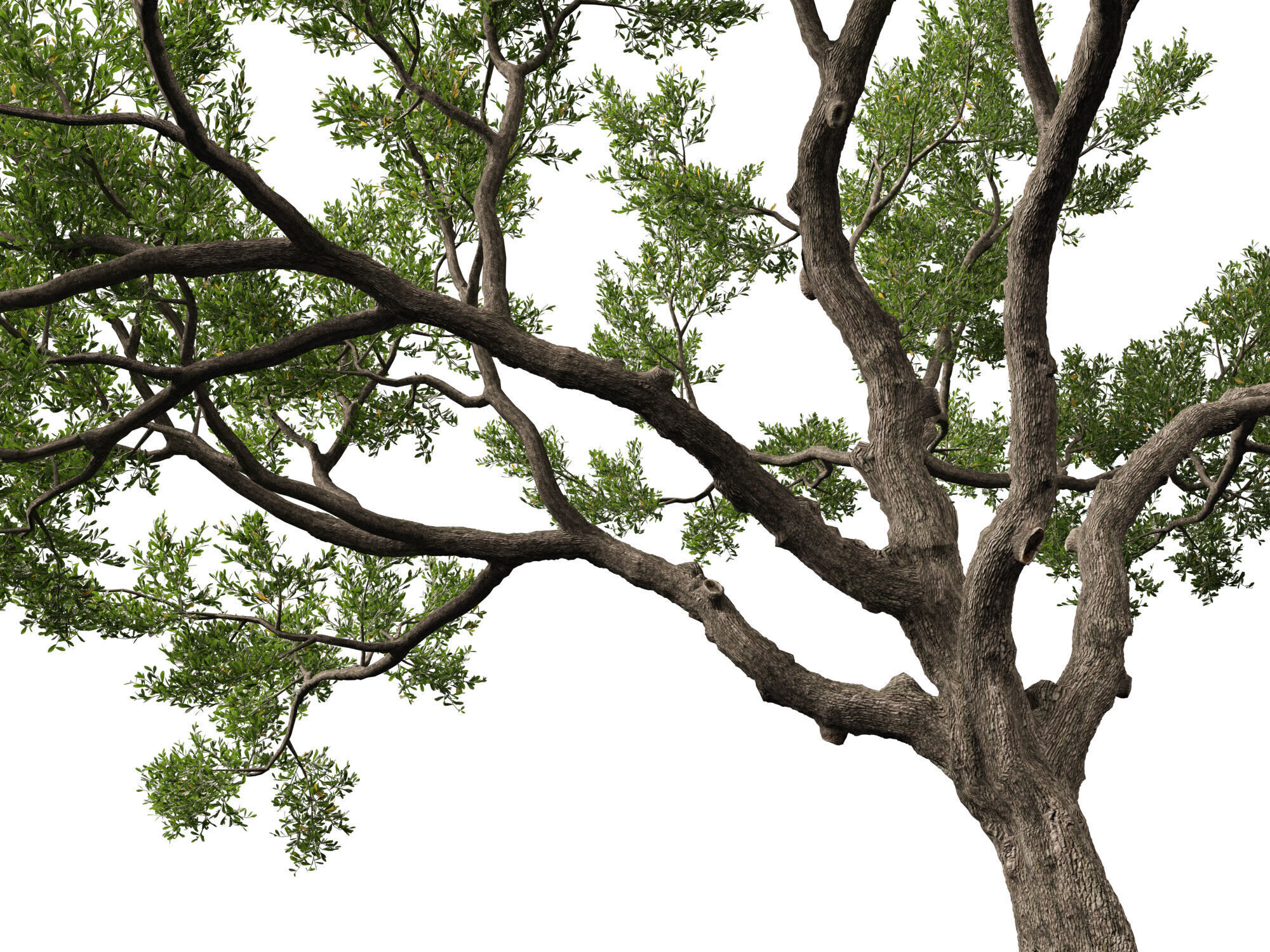 Highpoly-Lowpoly - Quercus Virginiana - live oak Low-poly 3D model_5
