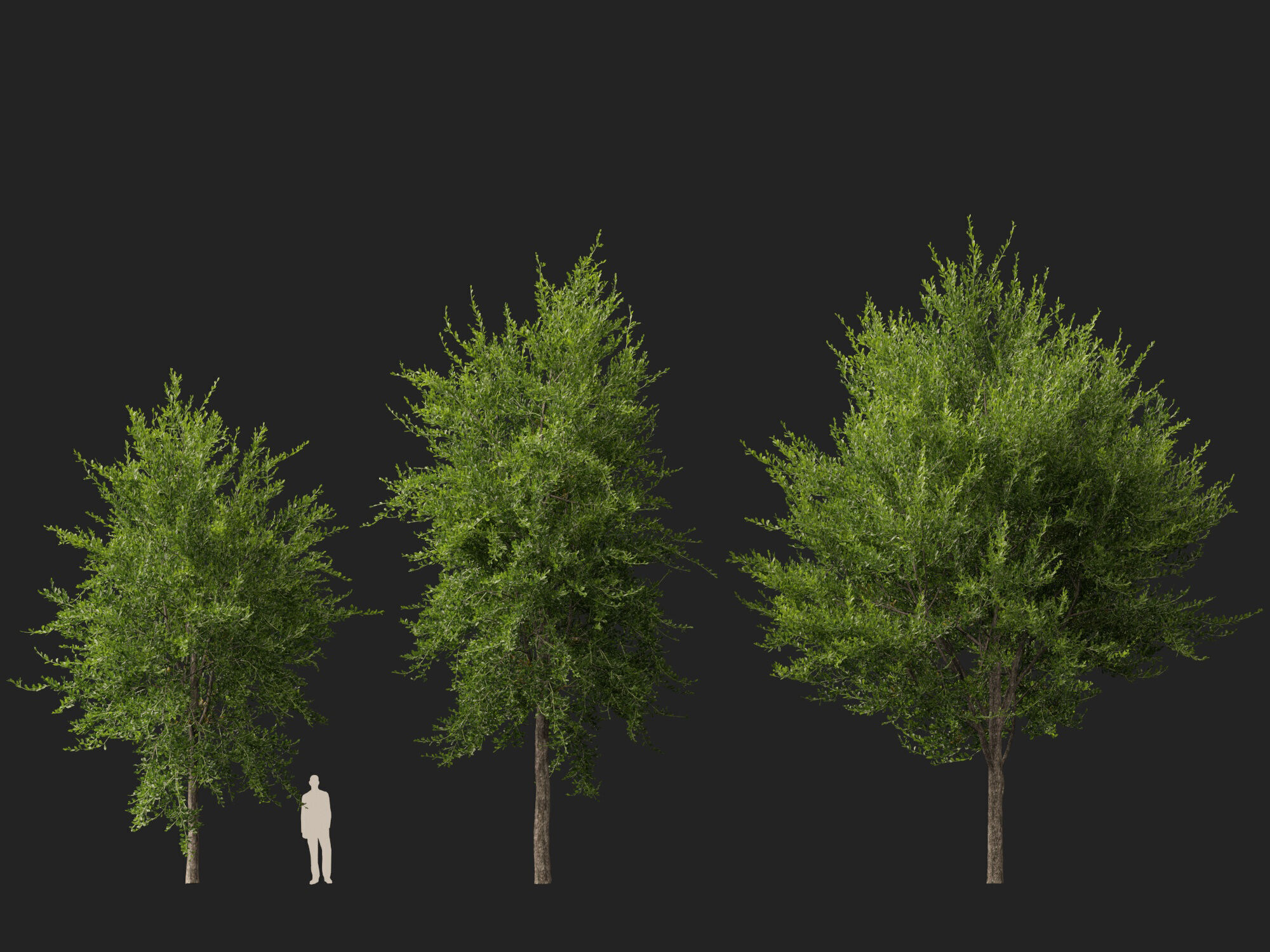 Highpoly-Lowpoly - Quercus Virginiana - live oak Low-poly 3D model_9