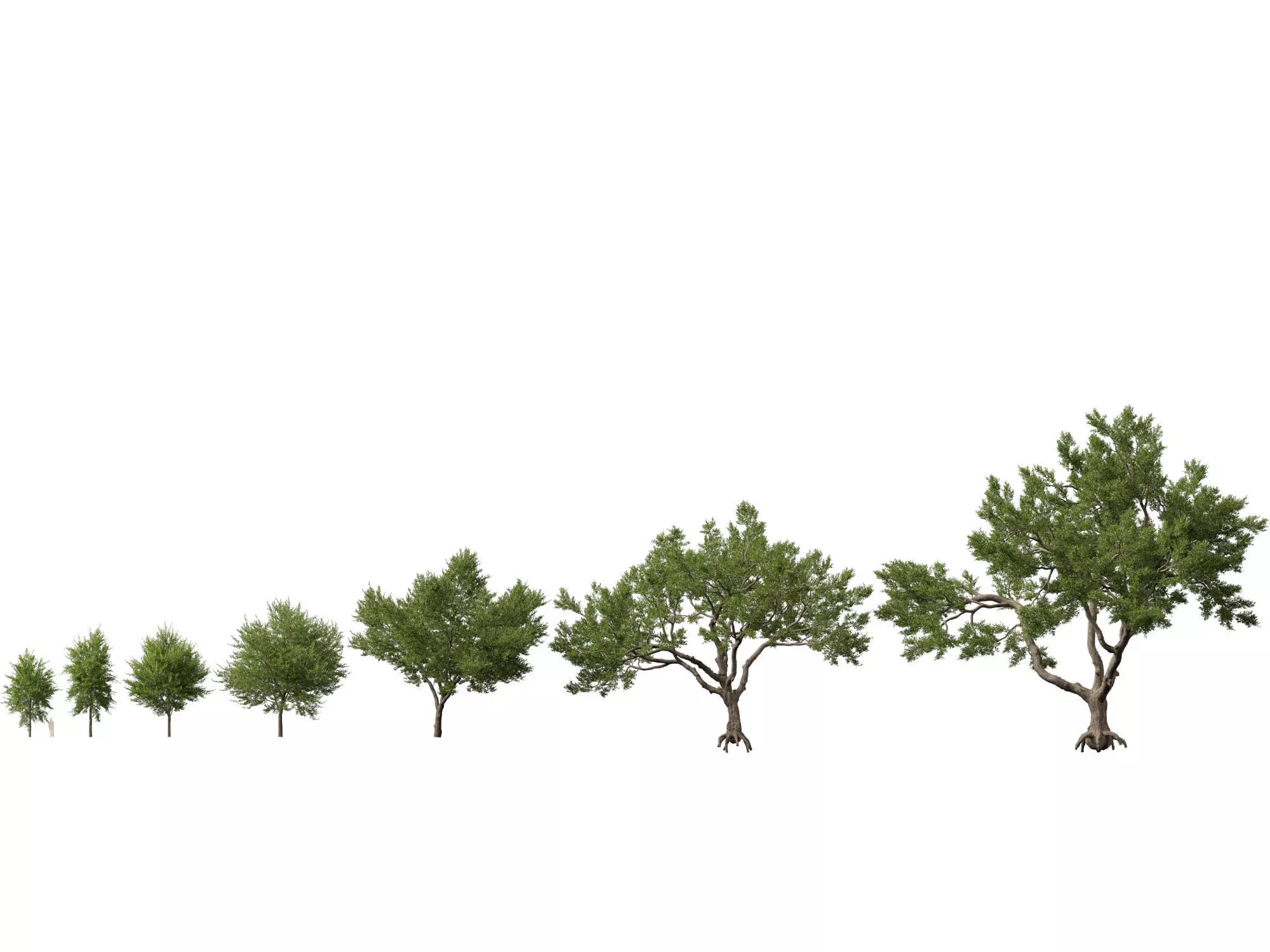 Highpoly-Lowpoly - Quercus Virginiana - live oak Low-poly 3D model_0