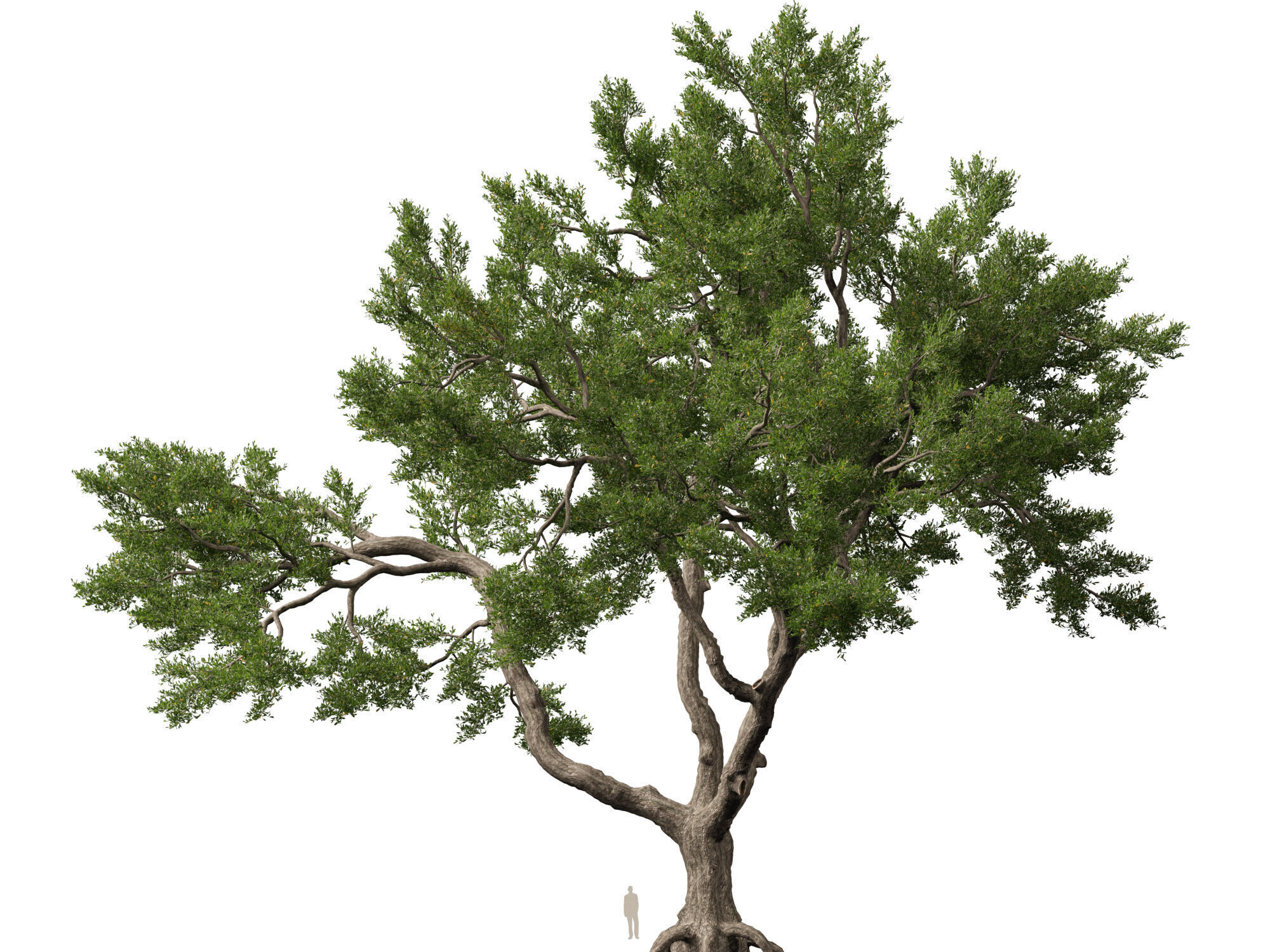 Highpoly-Lowpoly - Quercus Virginiana - live oak Low-poly 3D model_13
