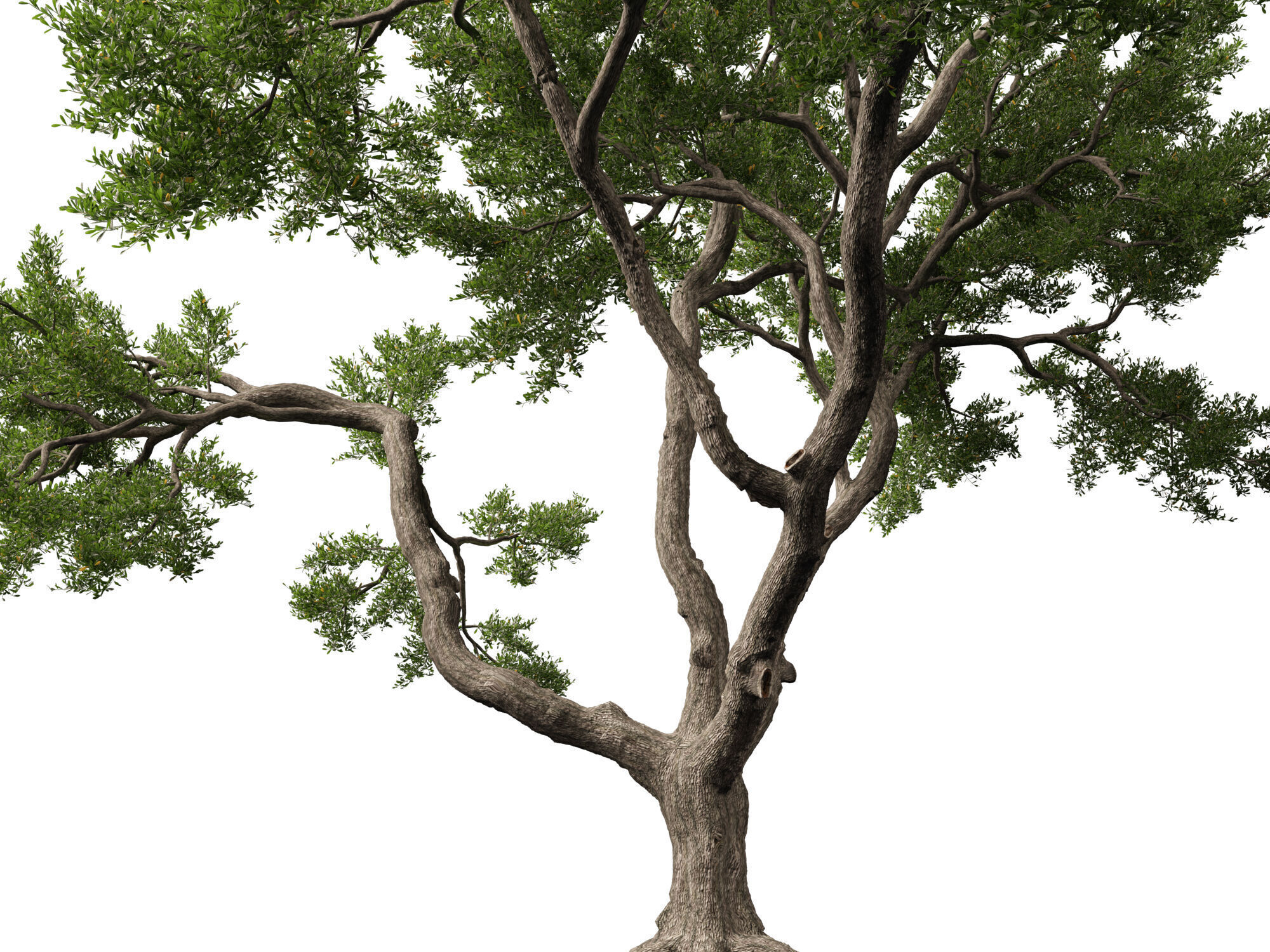 Highpoly-Lowpoly - Quercus Virginiana - live oak Low-poly 3D model_3