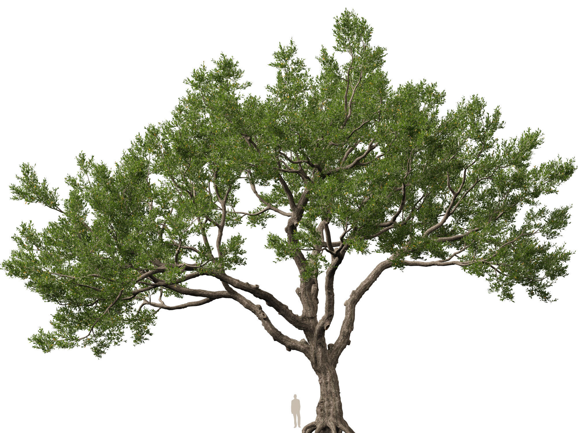Highpoly-Lowpoly - Quercus Virginiana - live oak Low-poly 3D model_1