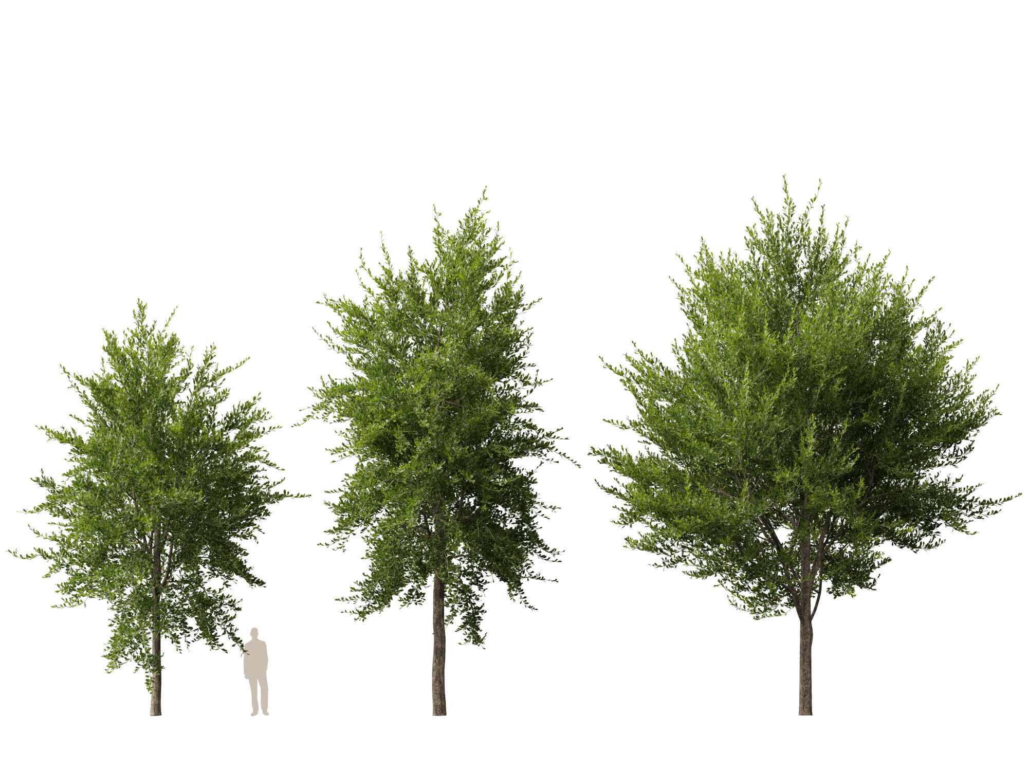 Highpoly-Lowpoly - Quercus Virginiana - live oak Low-poly 3D model_8