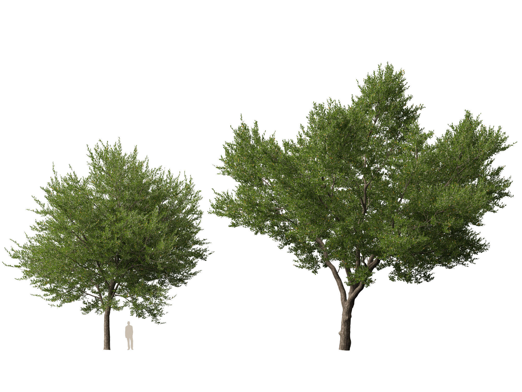 Highpoly-Lowpoly - Quercus Virginiana - live oak Low-poly 3D model_10