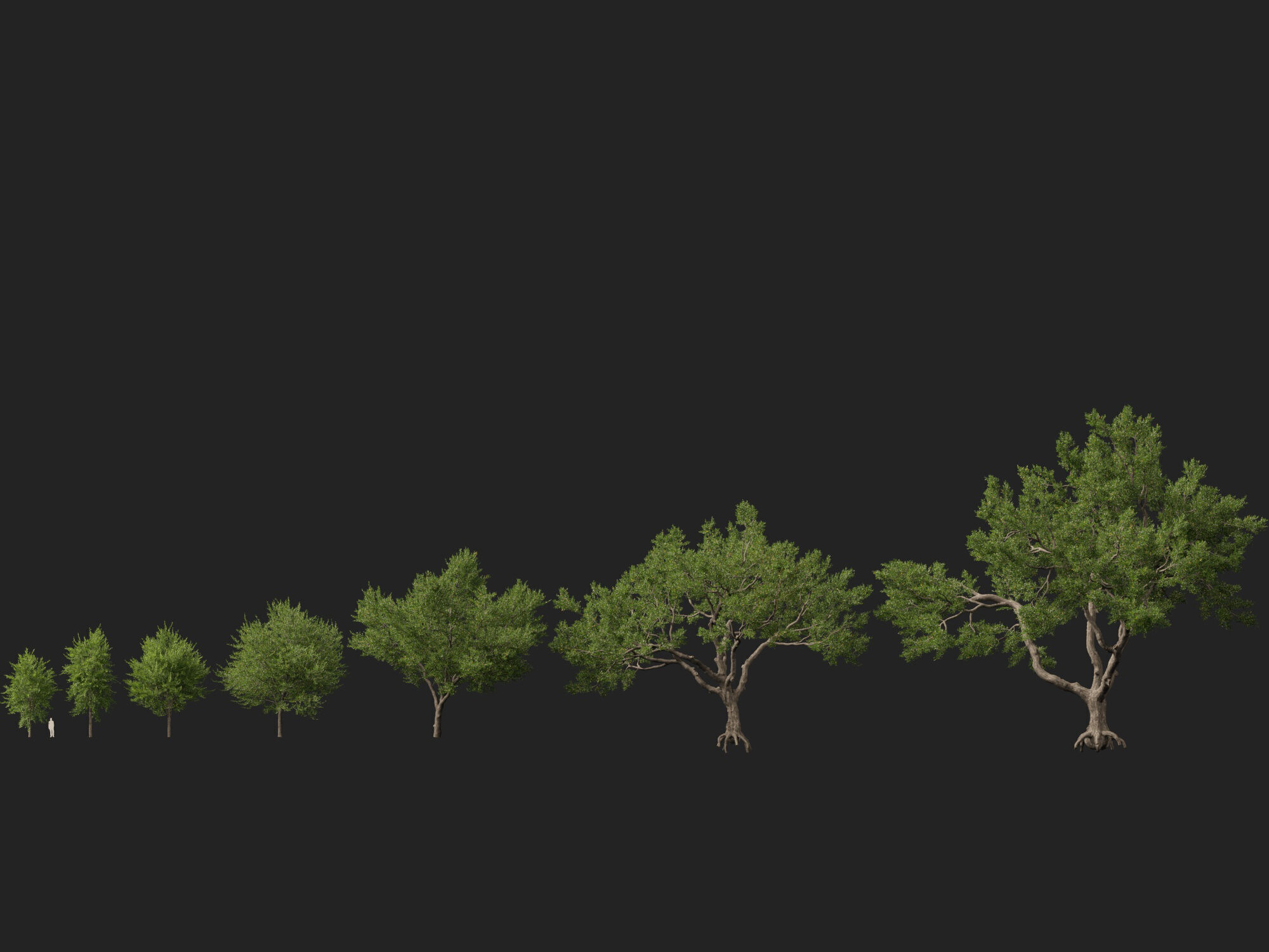 Highpoly-Lowpoly - Quercus Virginiana - live oak Low-poly 3D model_7