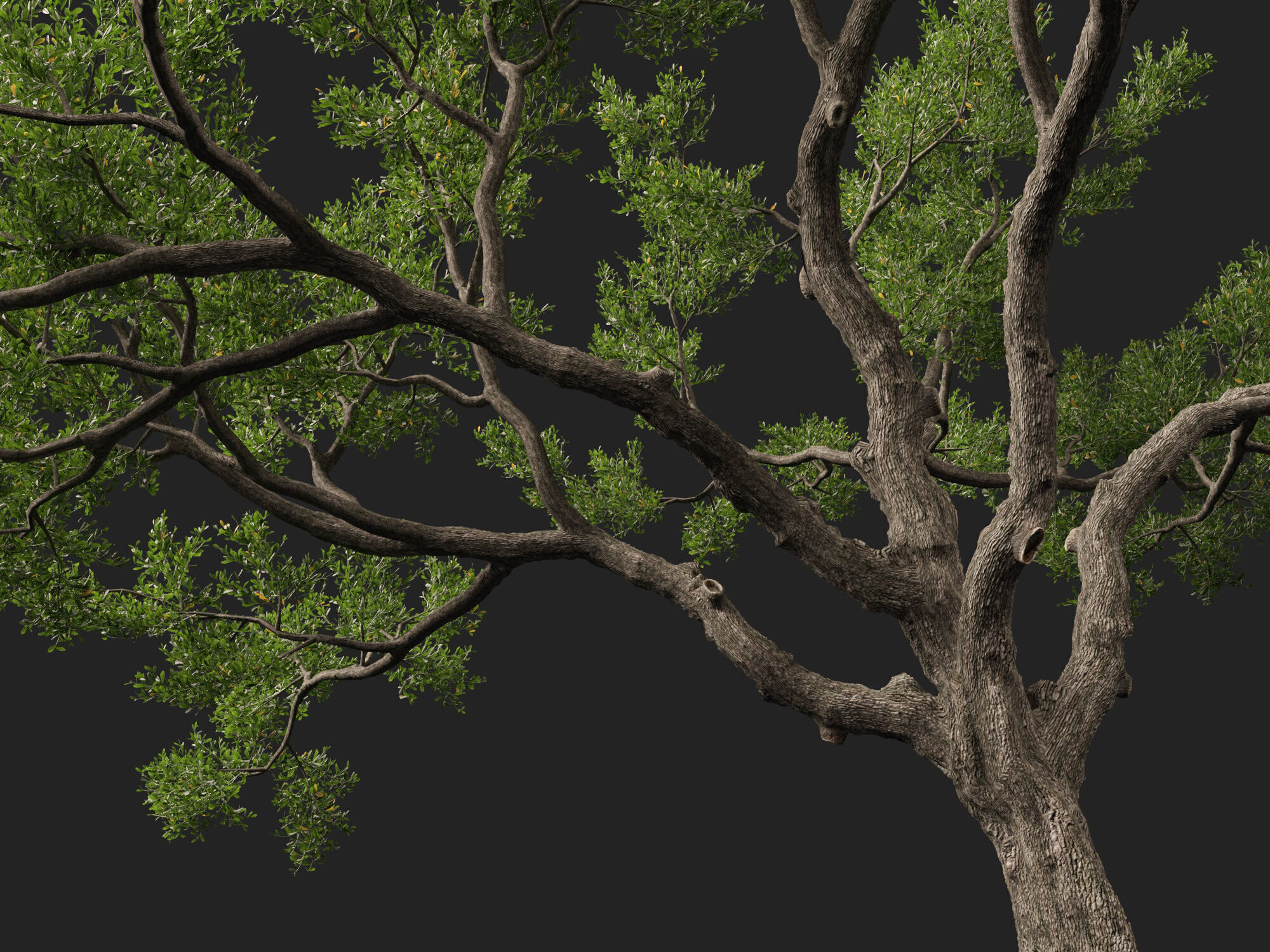 Highpoly-Lowpoly - Quercus Virginiana - live oak Low-poly 3D model_6