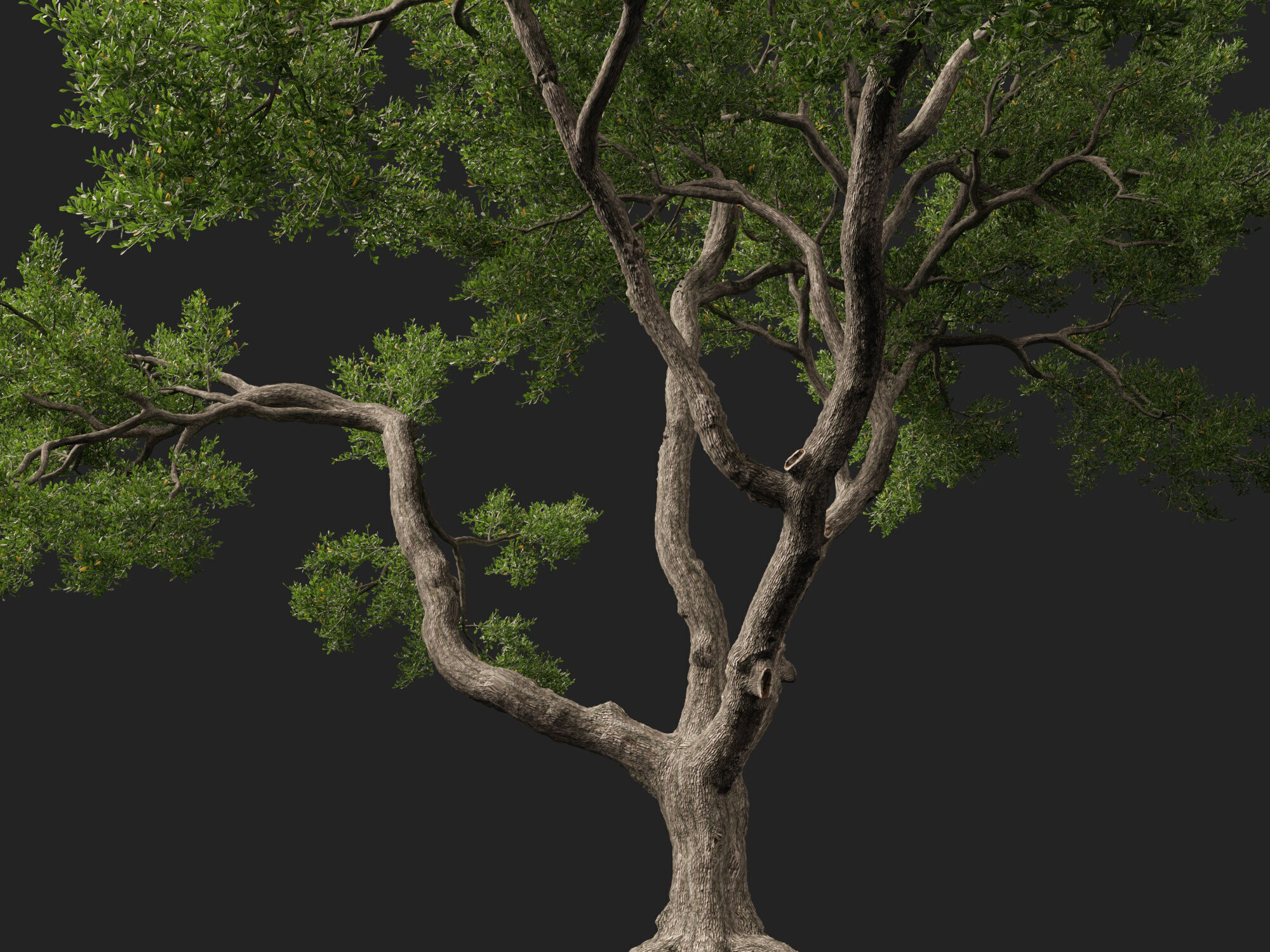 Highpoly-Lowpoly - Quercus Virginiana - live oak Low-poly 3D model_4