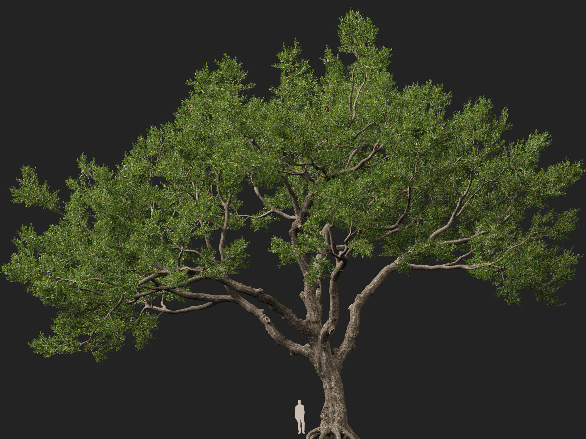 Highpoly-Lowpoly - Quercus Virginiana - live oak Low-poly 3D model_12