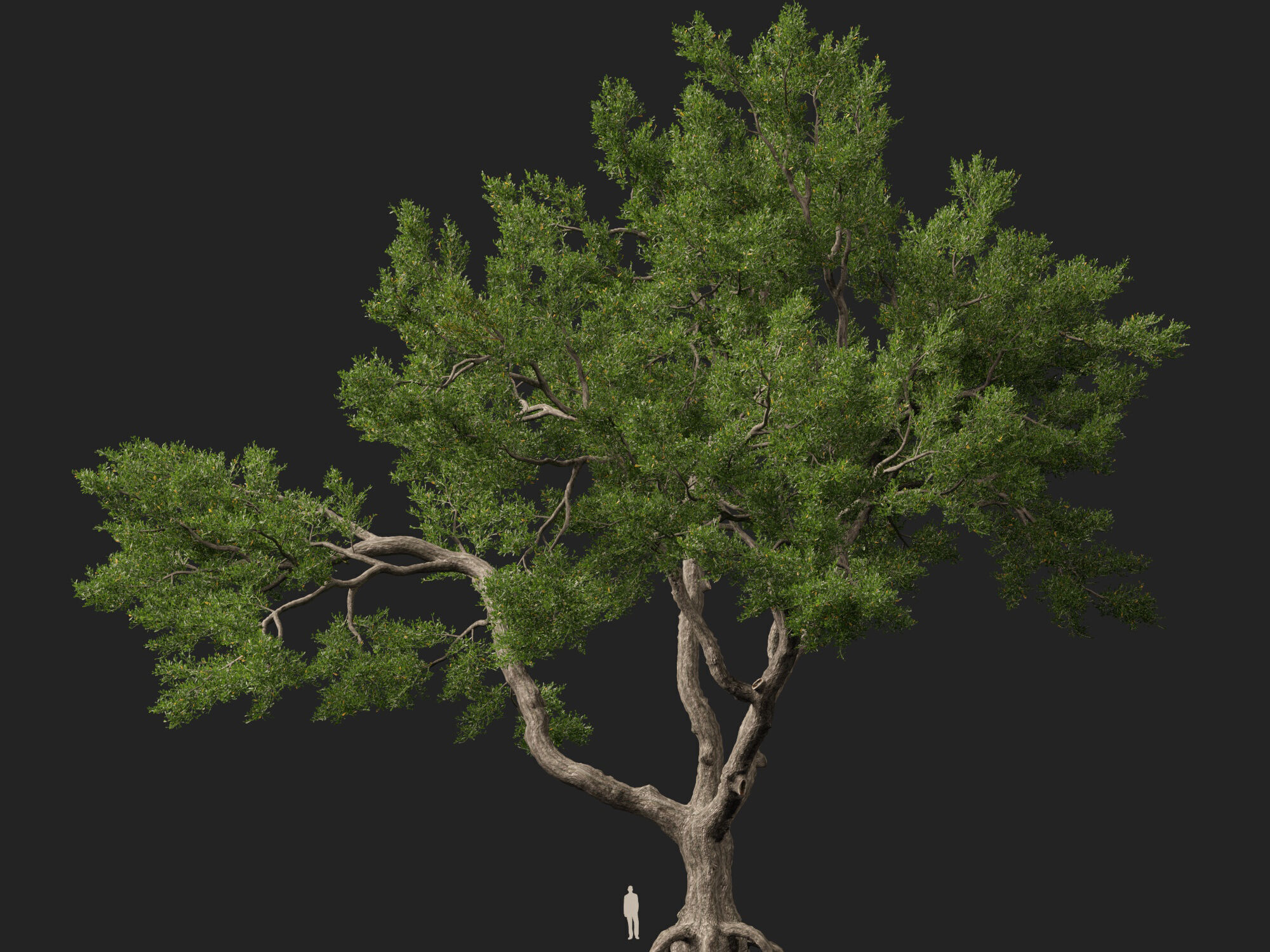 Highpoly-Lowpoly - Quercus Virginiana - live oak Low-poly 3D model_2