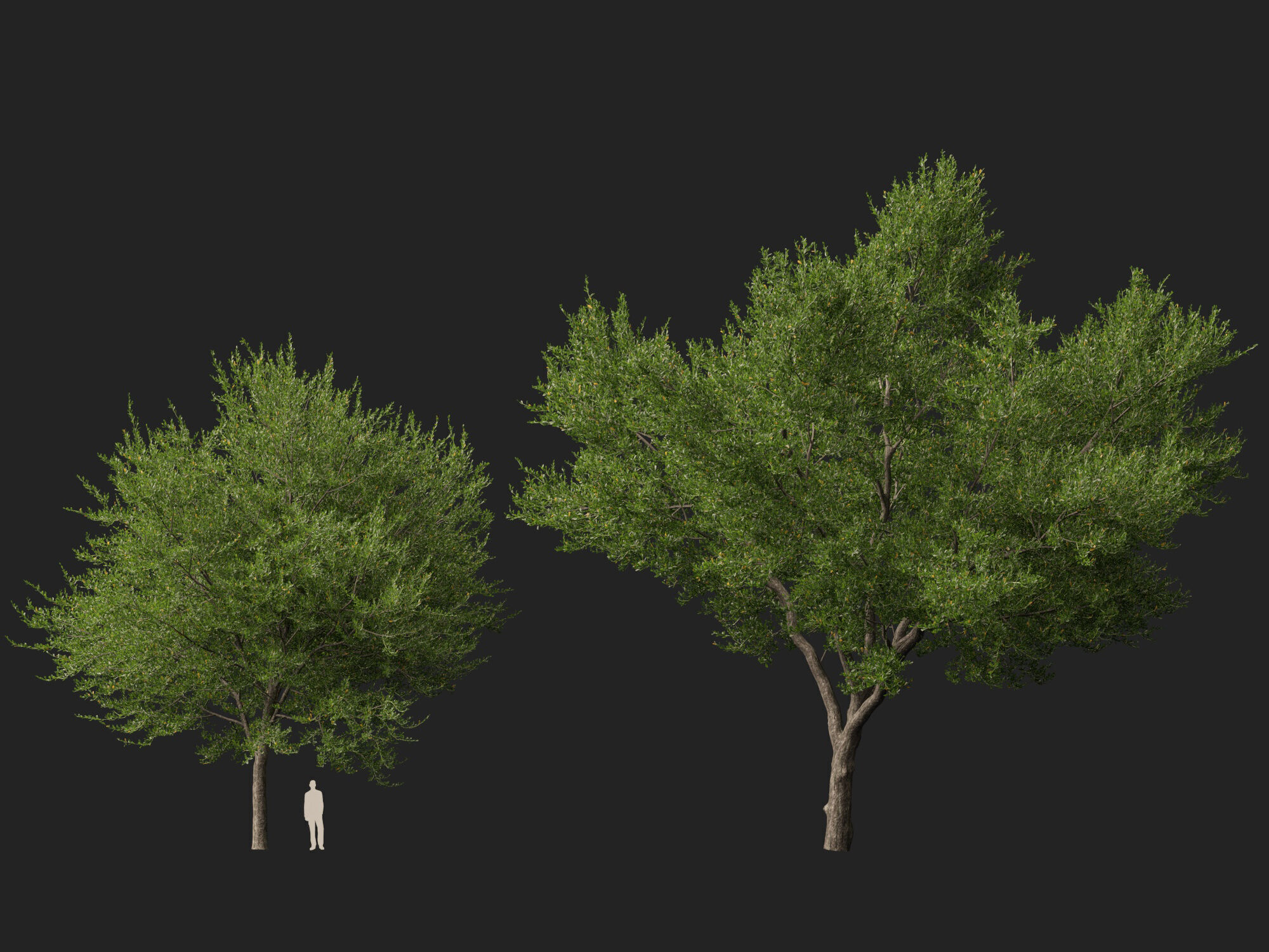 Highpoly-Lowpoly - Quercus Virginiana - live oak Low-poly 3D model_11