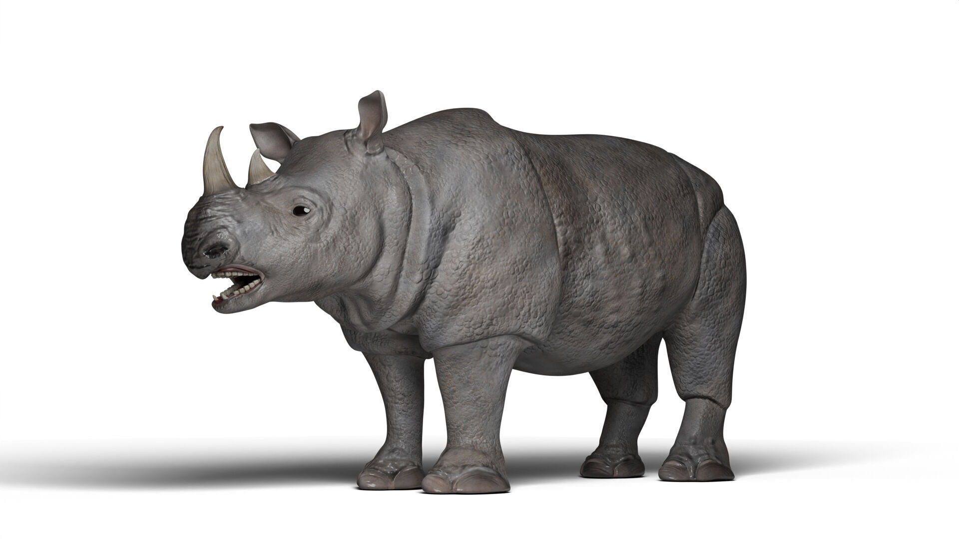 Rhinoceros 3D model_7