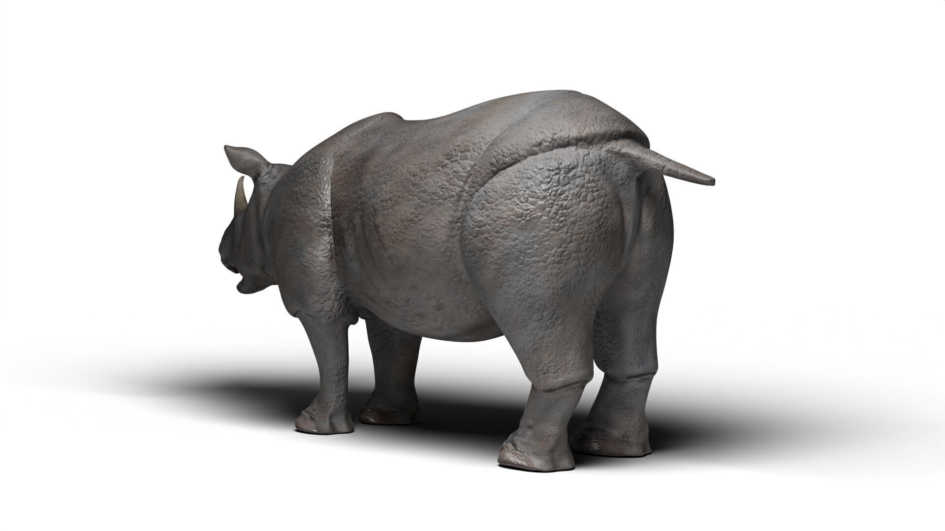 Rhinoceros 3D model_6