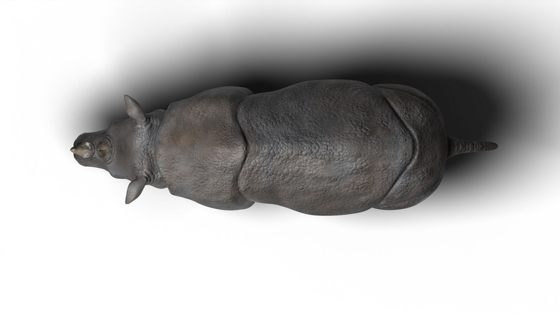 Rhinoceros 3D model_5