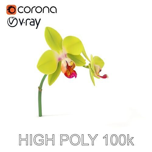 Orchid Flower D Model Pack with PBR Textures Low-poly 3D model