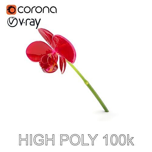 Orchid Flower Model Pack D Detail Low-poly 3D model