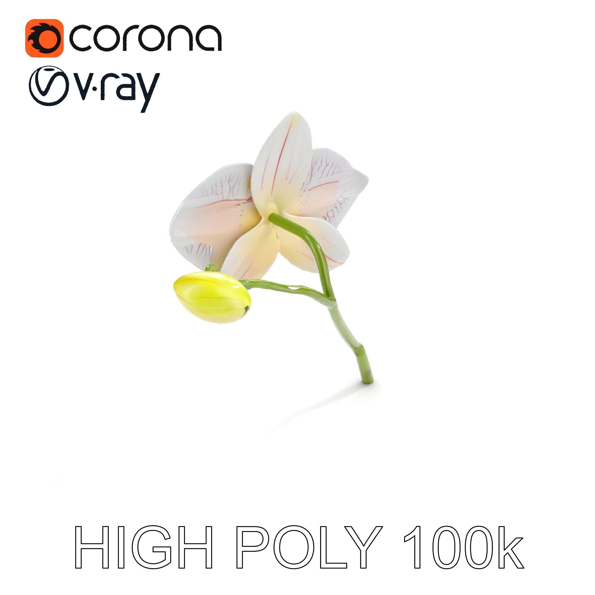 Orchid Flower and Stem D Model Pack Low-poly 3D model_16