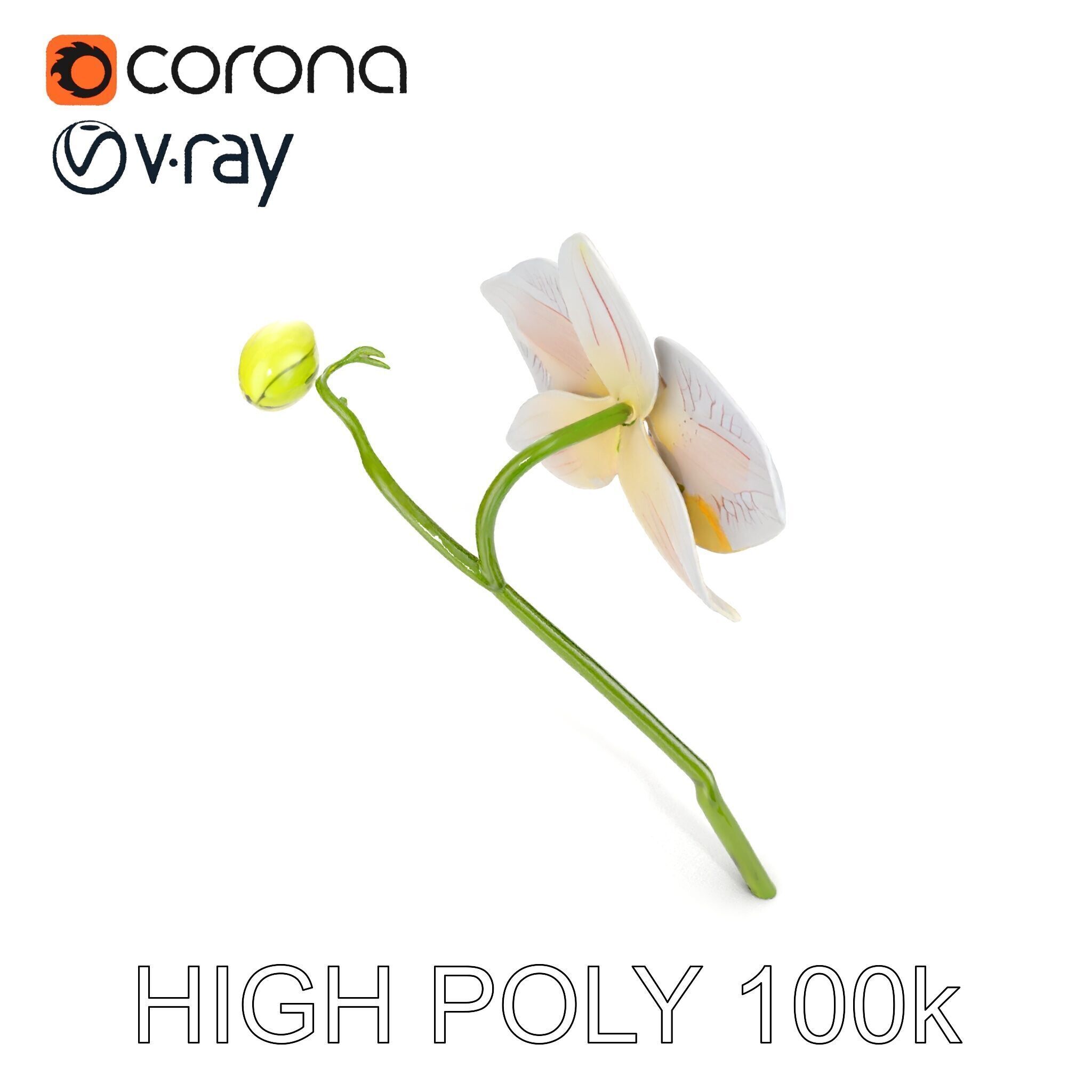 Orchid Flower and Stem D Model Pack Low-poly 3D model_23