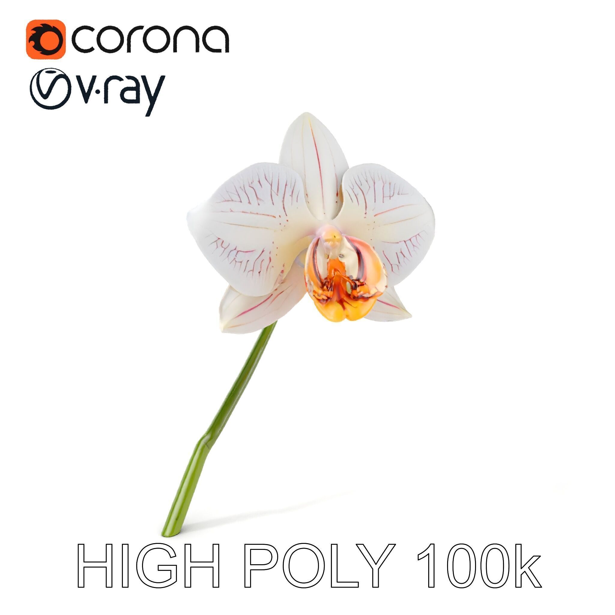 Orchid Flower and Stem D Model Pack Low-poly 3D model_8