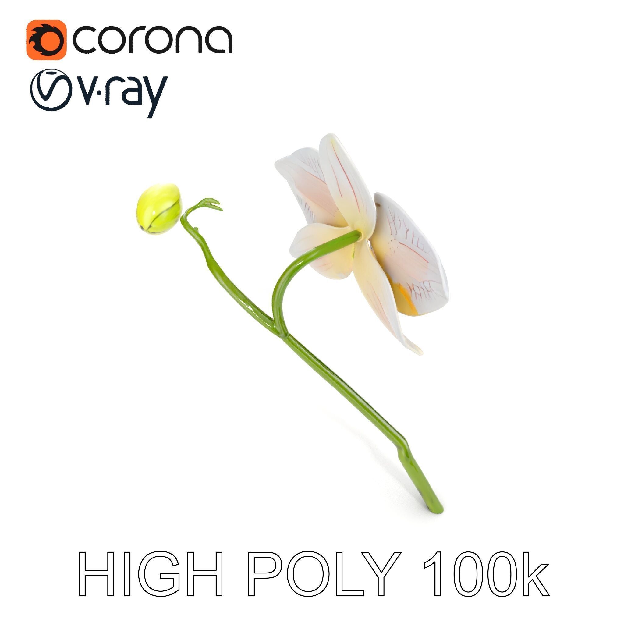 Orchid Flower and Stem D Model Pack Low-poly 3D model_27